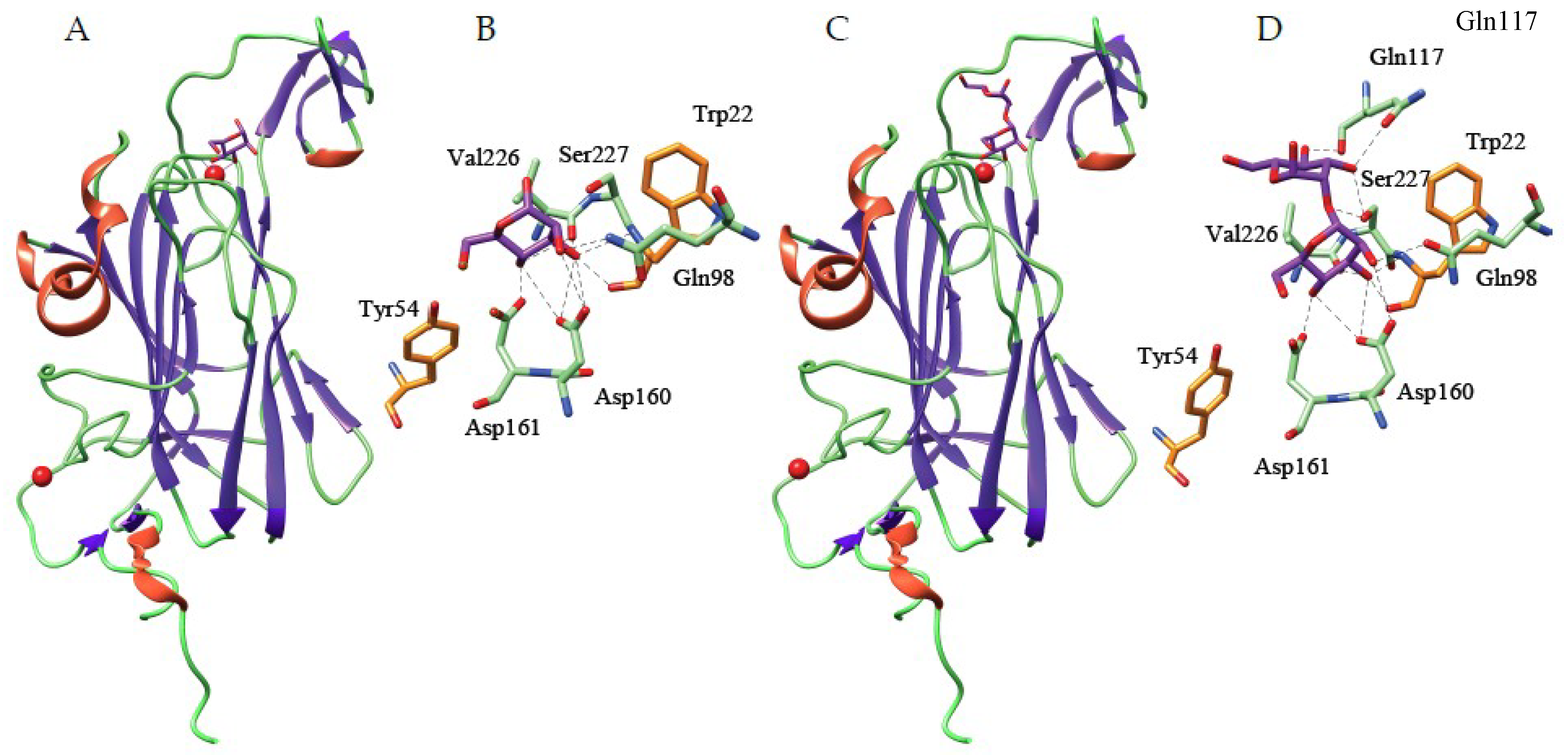 Ijms Free Full Text Overview Of The Structure Function Relationships Of Mannose Specific Lectins From Plants Algae And Fungi Html
