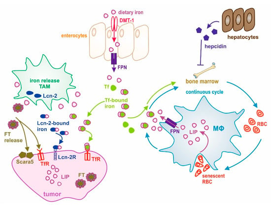 Ijms Free Full Text Iron As A Central Player And Promising Target In Cancer Progression Html