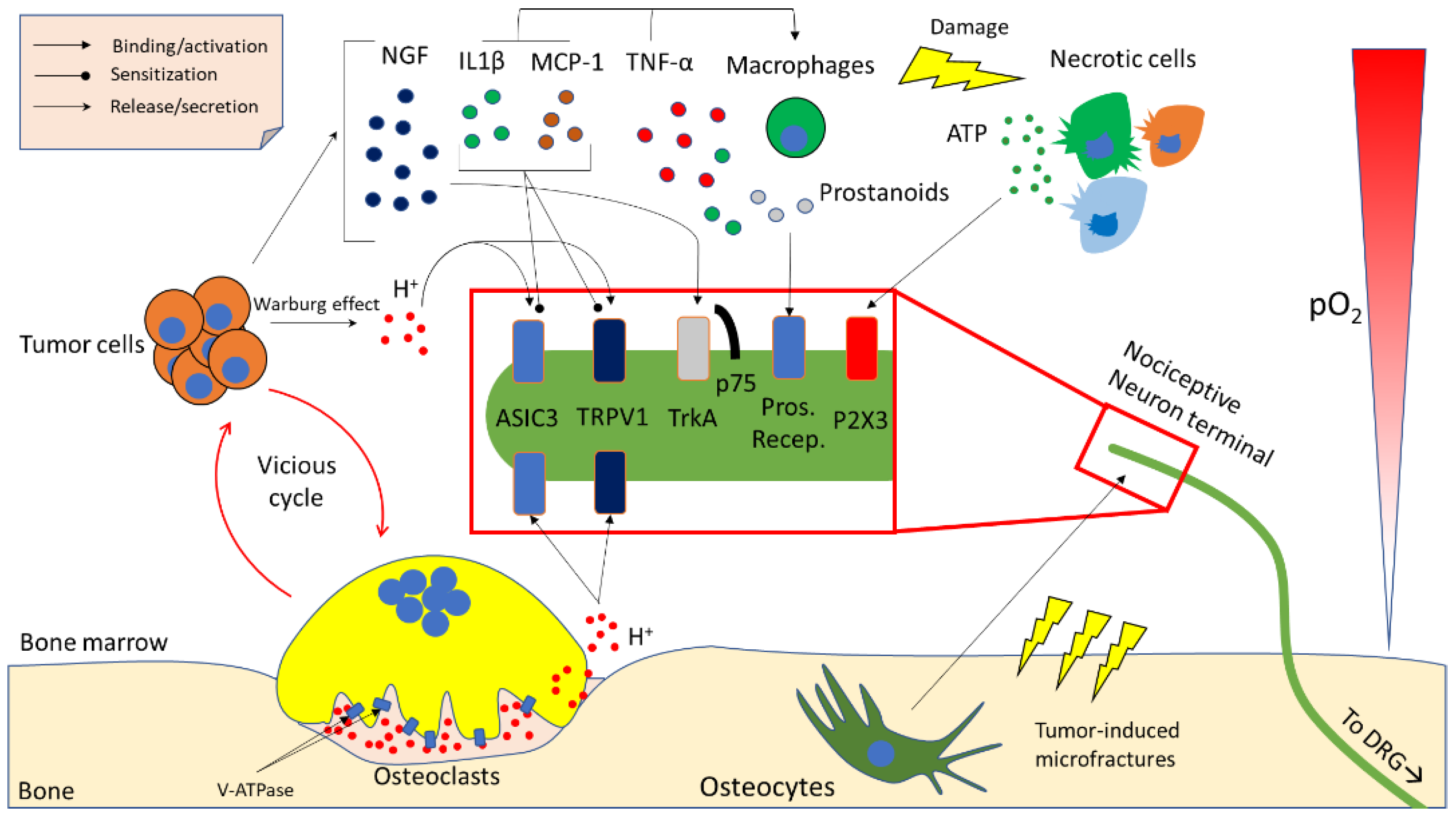 Ijms 20 00280 g002 Ijms 20 00280 g002