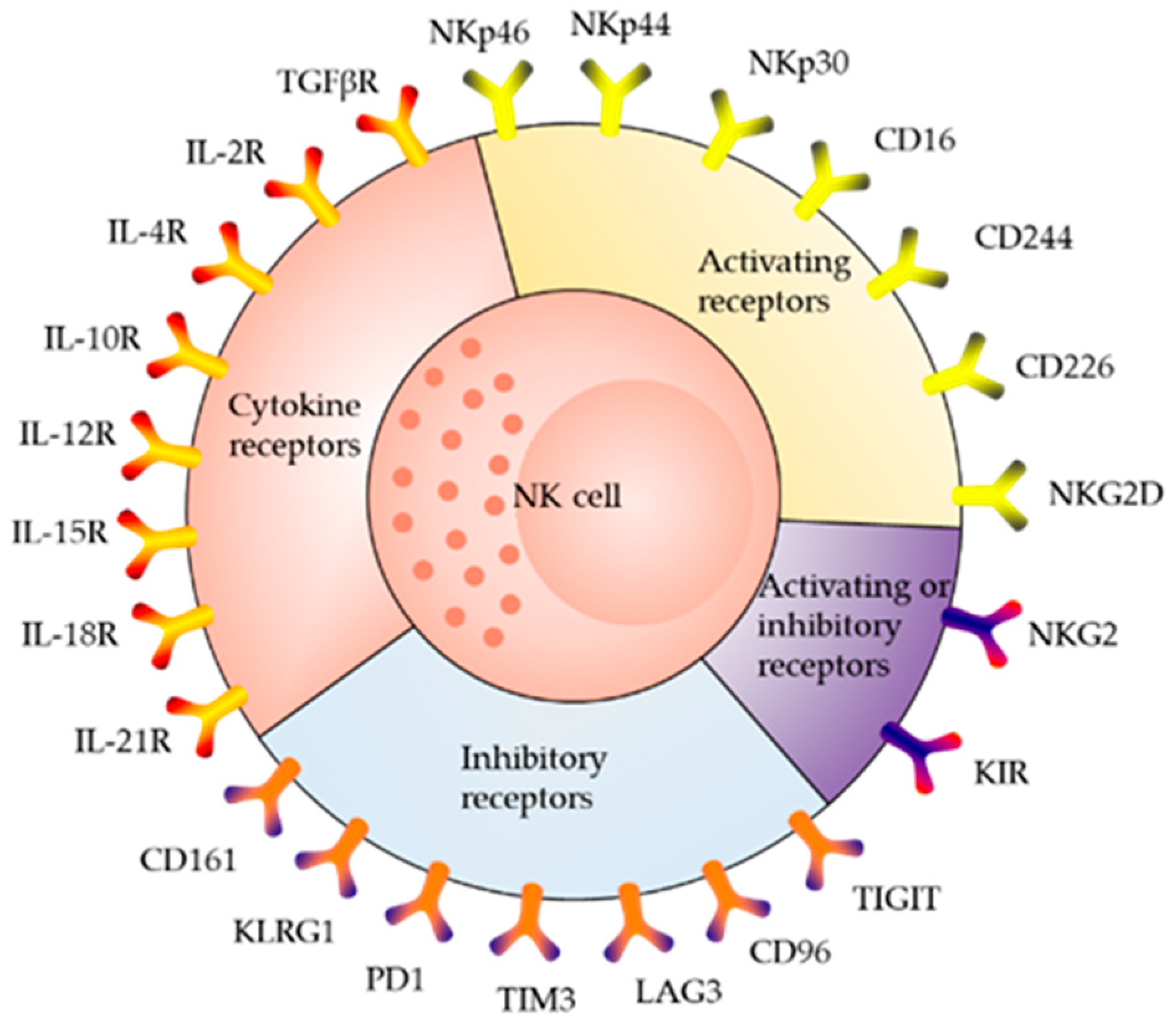 IJMS | Free Full-Text | Natural Killer Cells and Current Applications of  Chimeric Antigen Receptor-Modified NK-92 Cells in Tumor Immunotherapy
