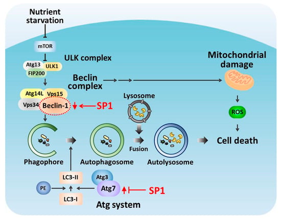 IJMS | Free Full-Text | Silkworm Storage Protein 1 Inhibits