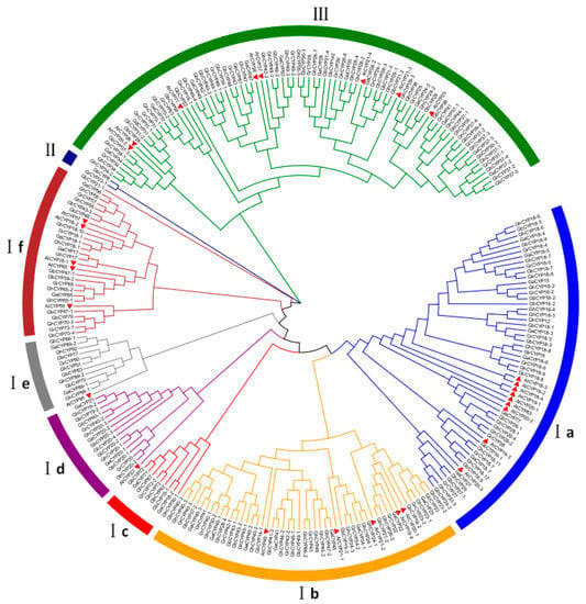 IJMS | Free Full-Text | Genome-Wide Identification of Cyclophilin Gene ...