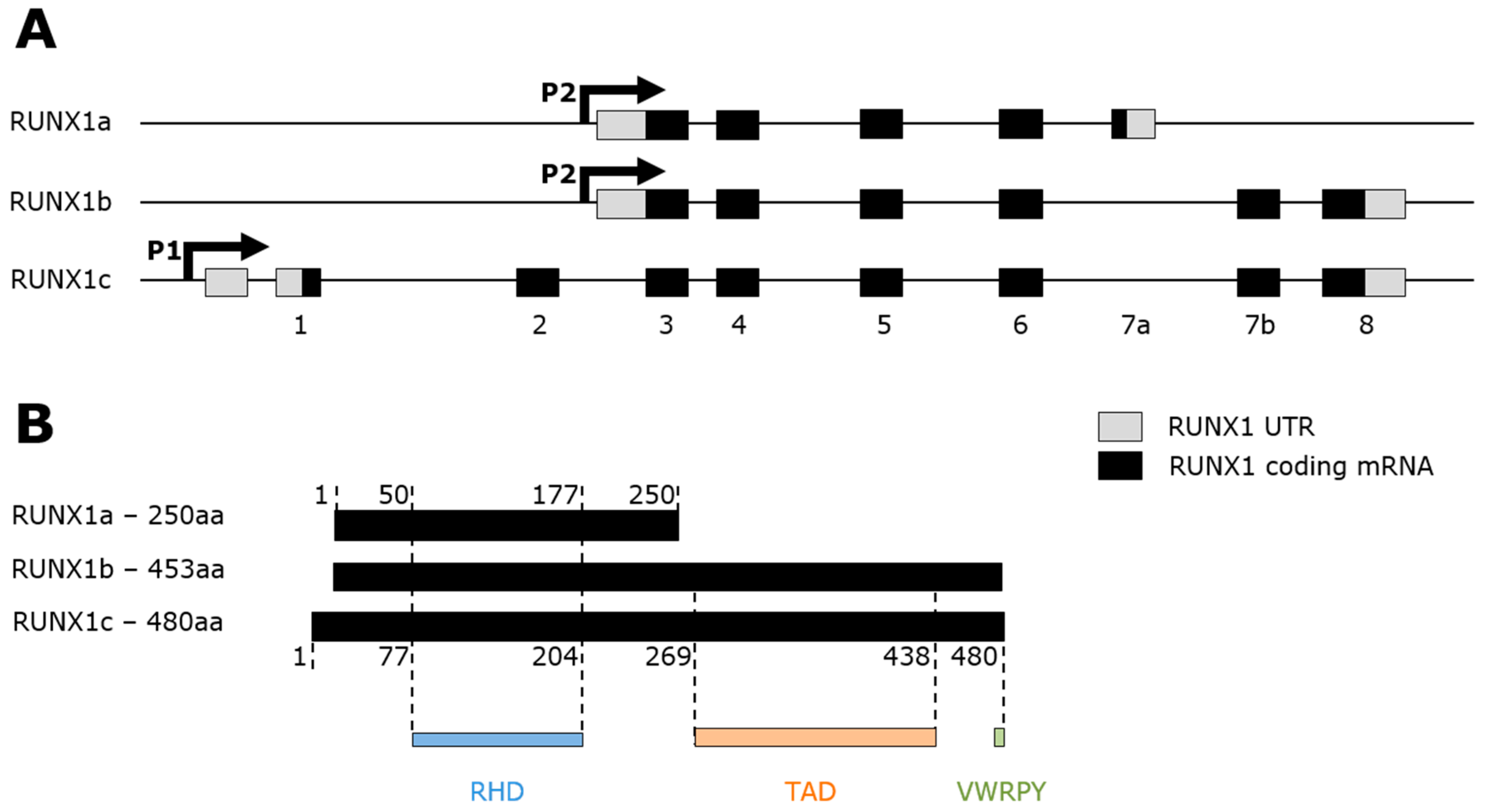 Ijms 20 00350 g001 Ijms 20 00350 g001