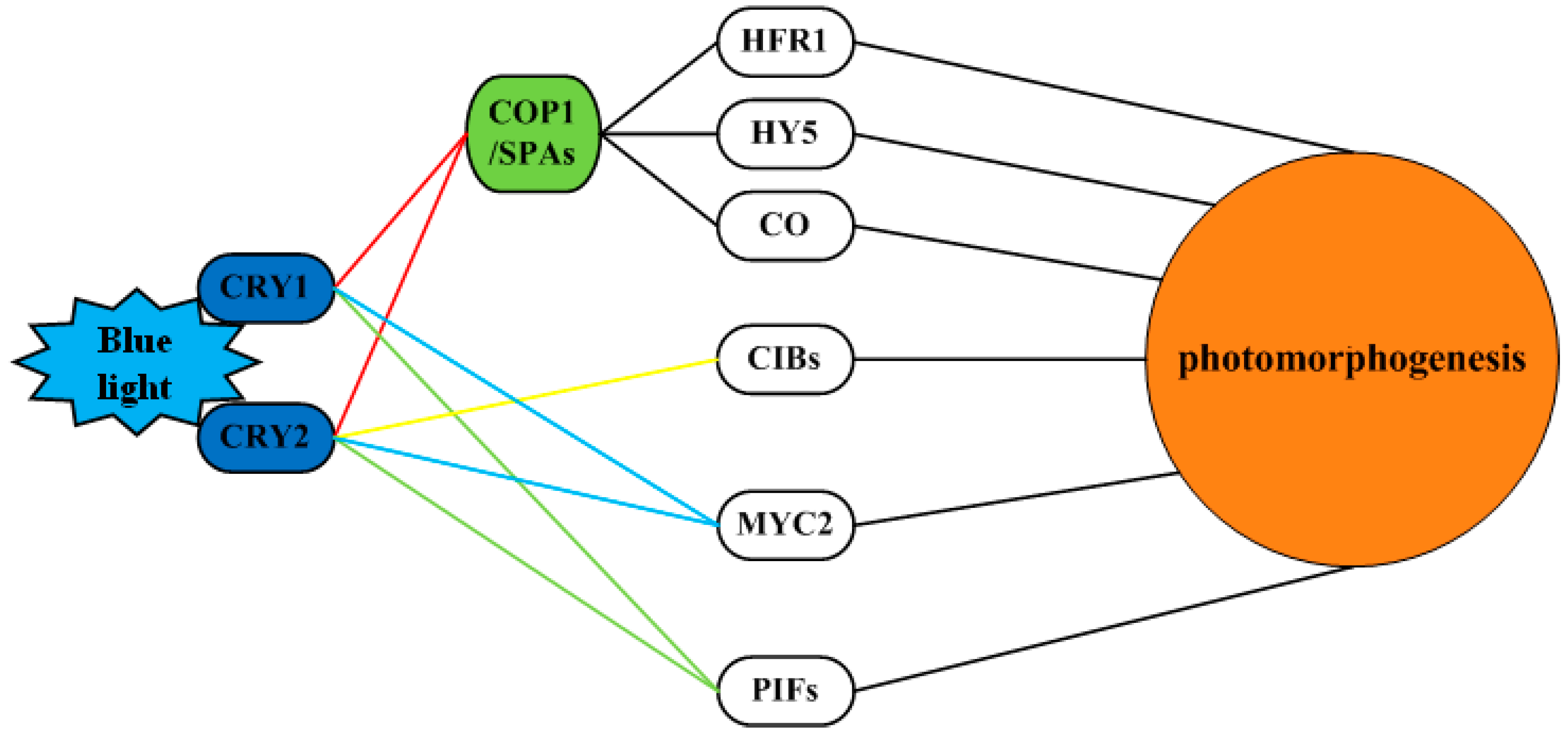 Ijms 20 00441 g010 Ijms 20 00441 g010