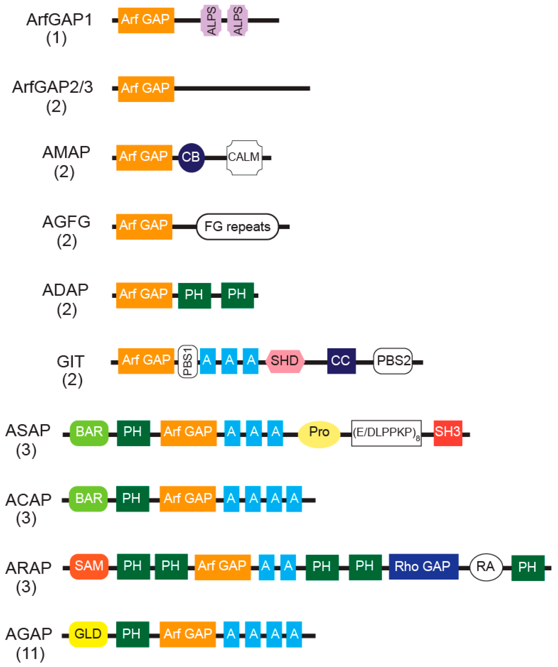 IJMS | Free Full-Text | Arf GAPs as Regulators of the Actin Cytoskeleton—An  Update