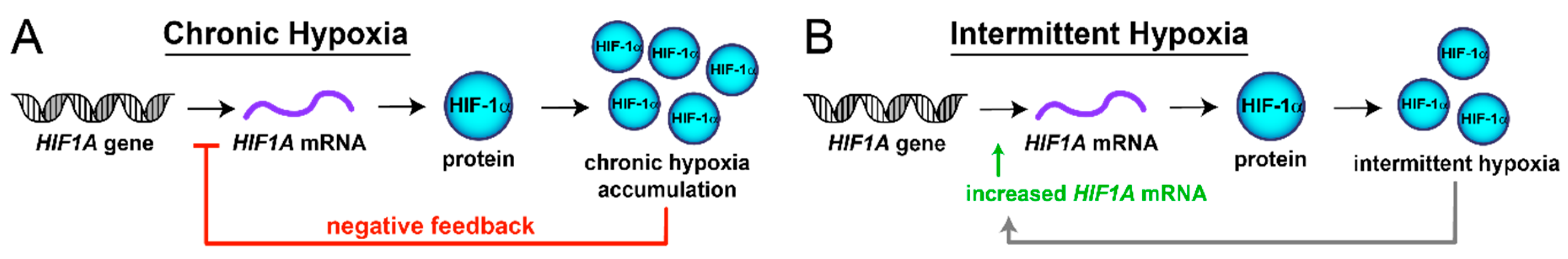 Hex hypoxia фото