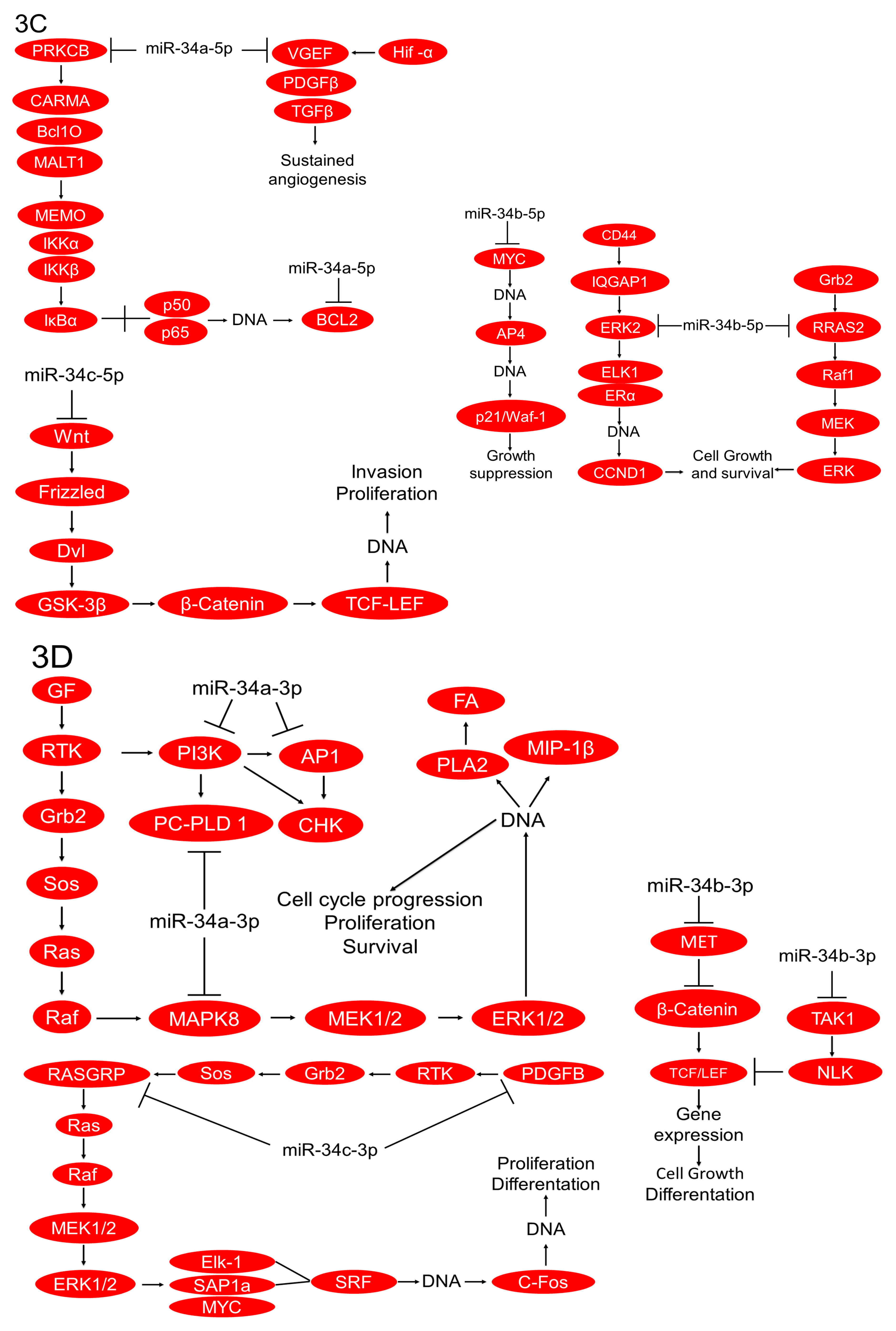 Ijms 20 00545 g003b Ijms 20 00545 g003b