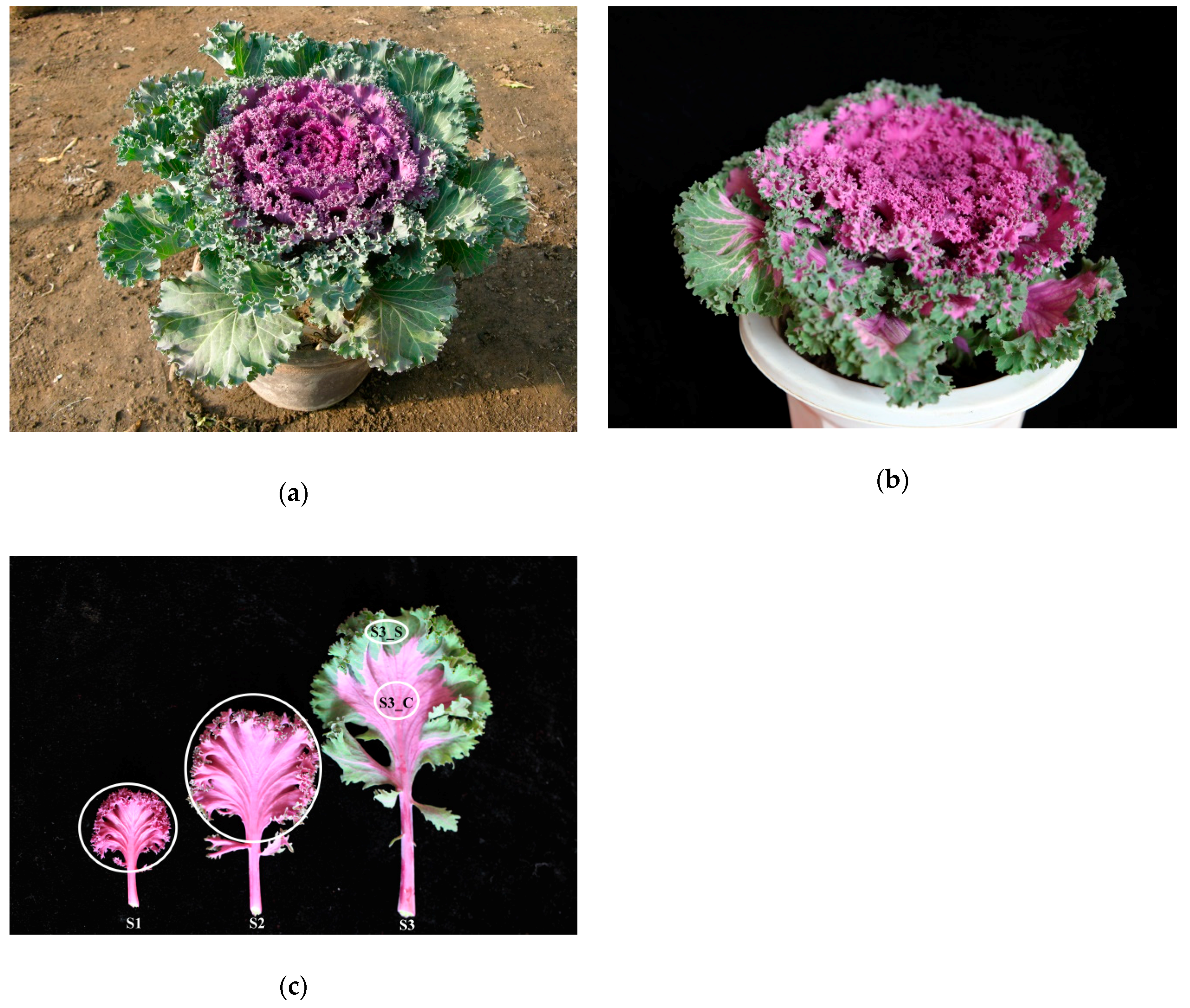 Ijms 20 00603 g001 Ijms 20 00603 g001