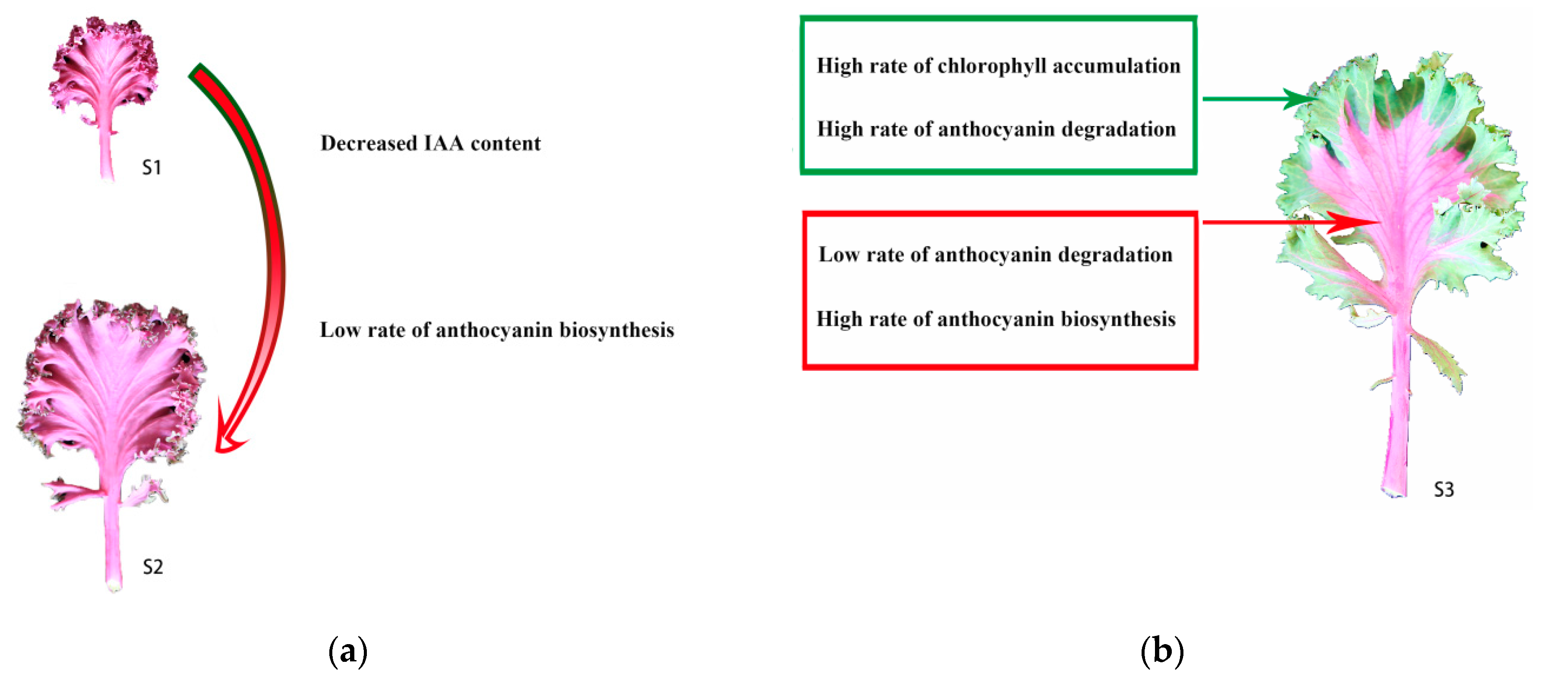 Ijms 20 00603 g012 Ijms 20 00603 g012