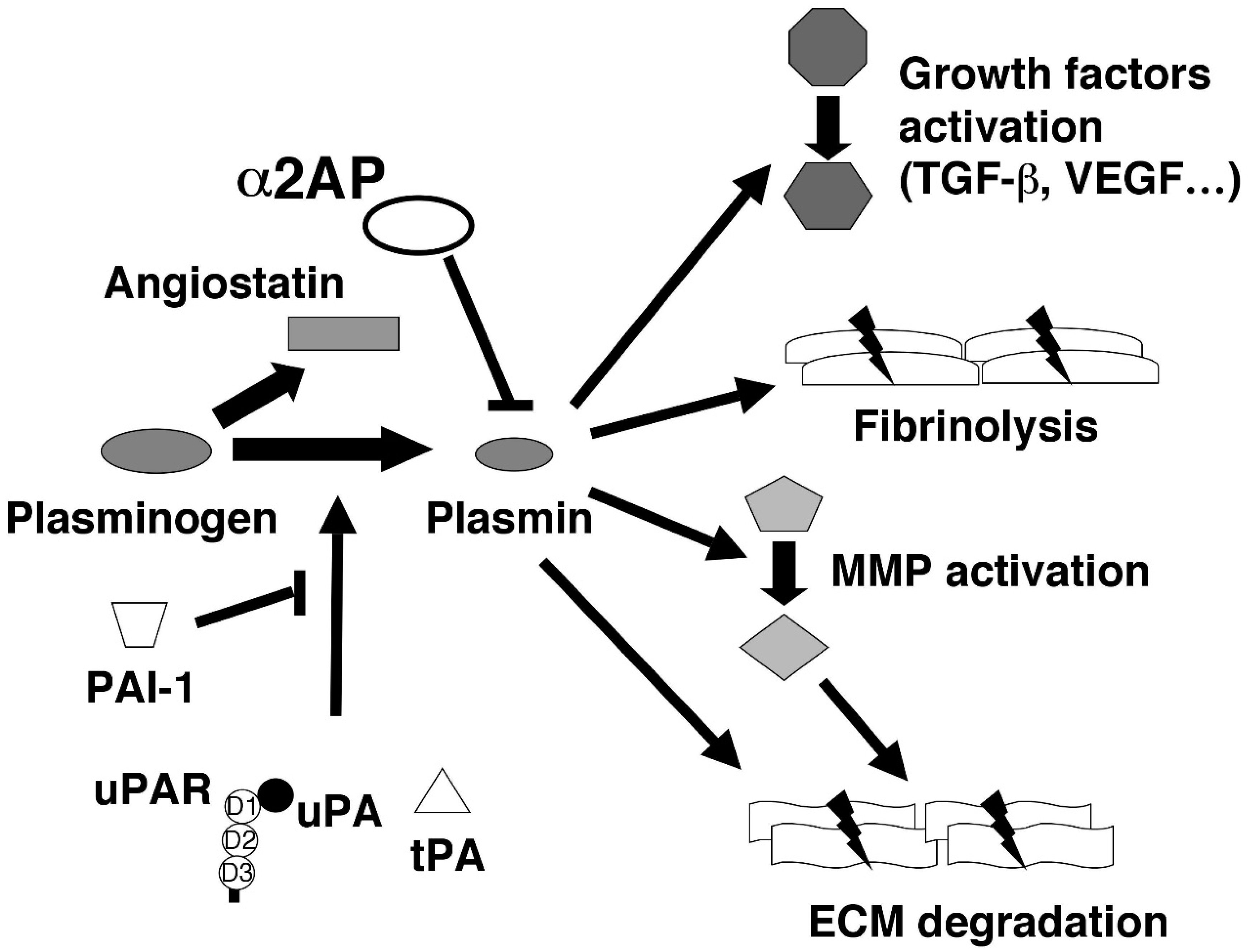 Ijms 20 00619 g002 Ijms 20 00619 g002