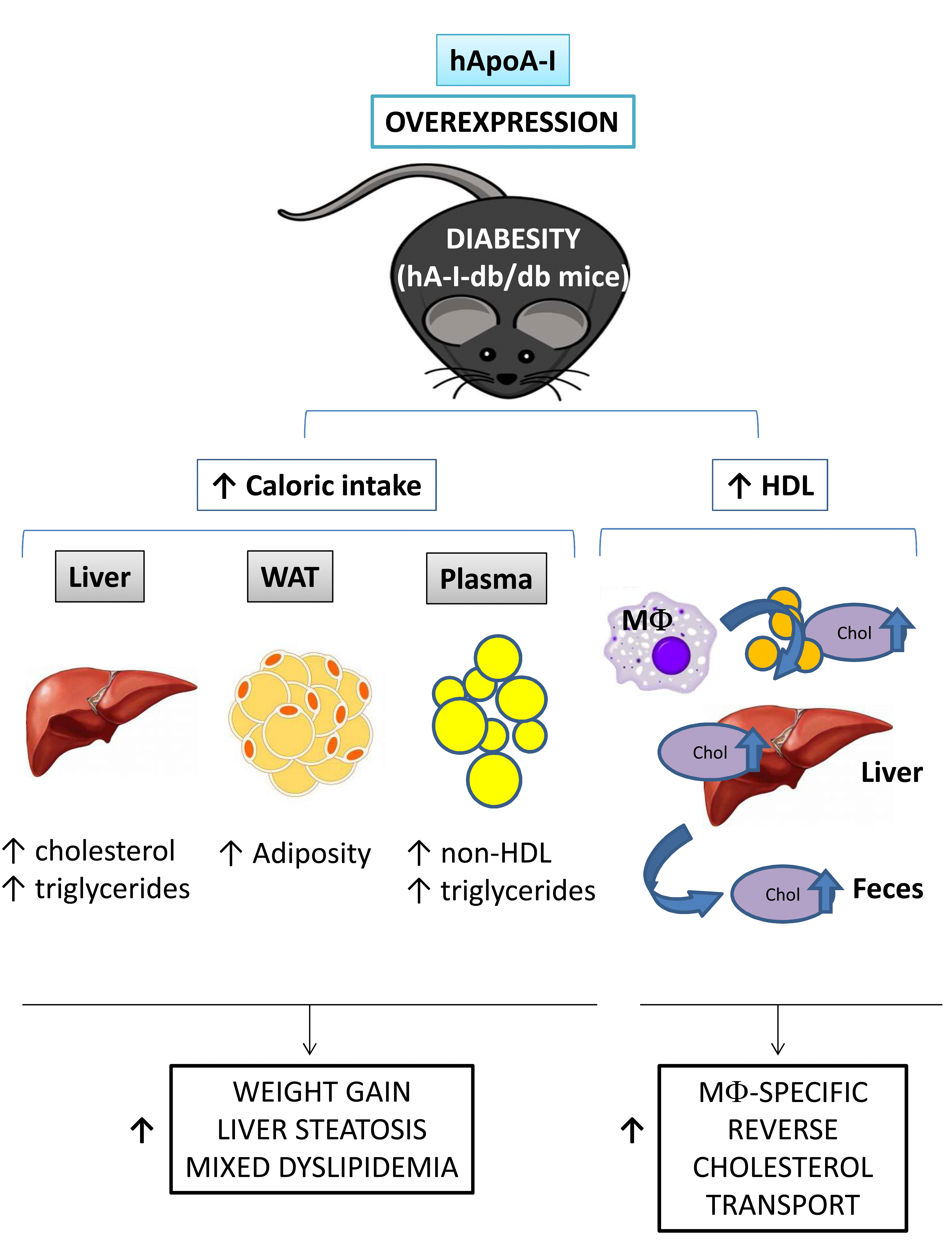 „diabesity“