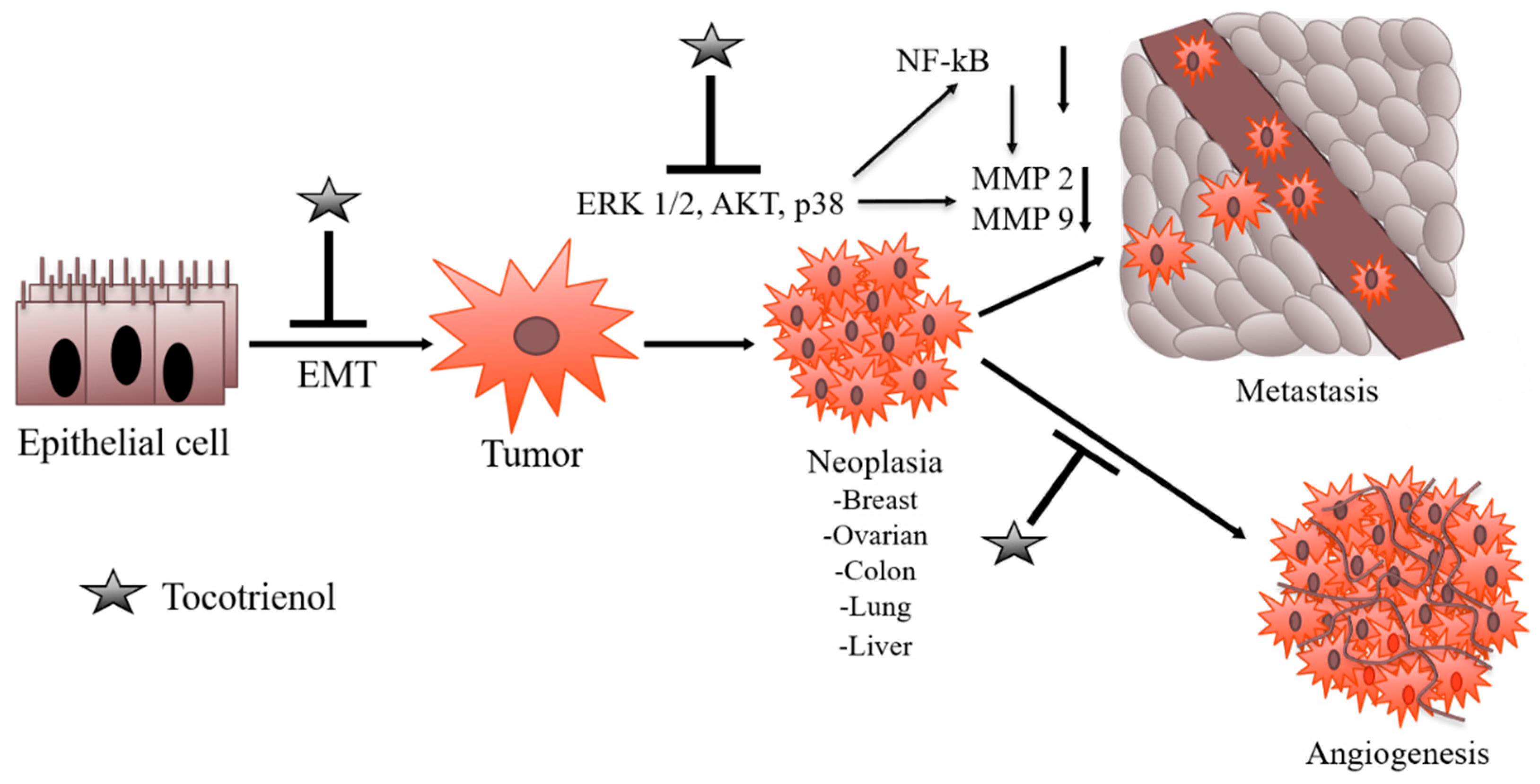 ijms free full text molecular mechanisms of action of tocotrienols in cancer recent trends and advancements html