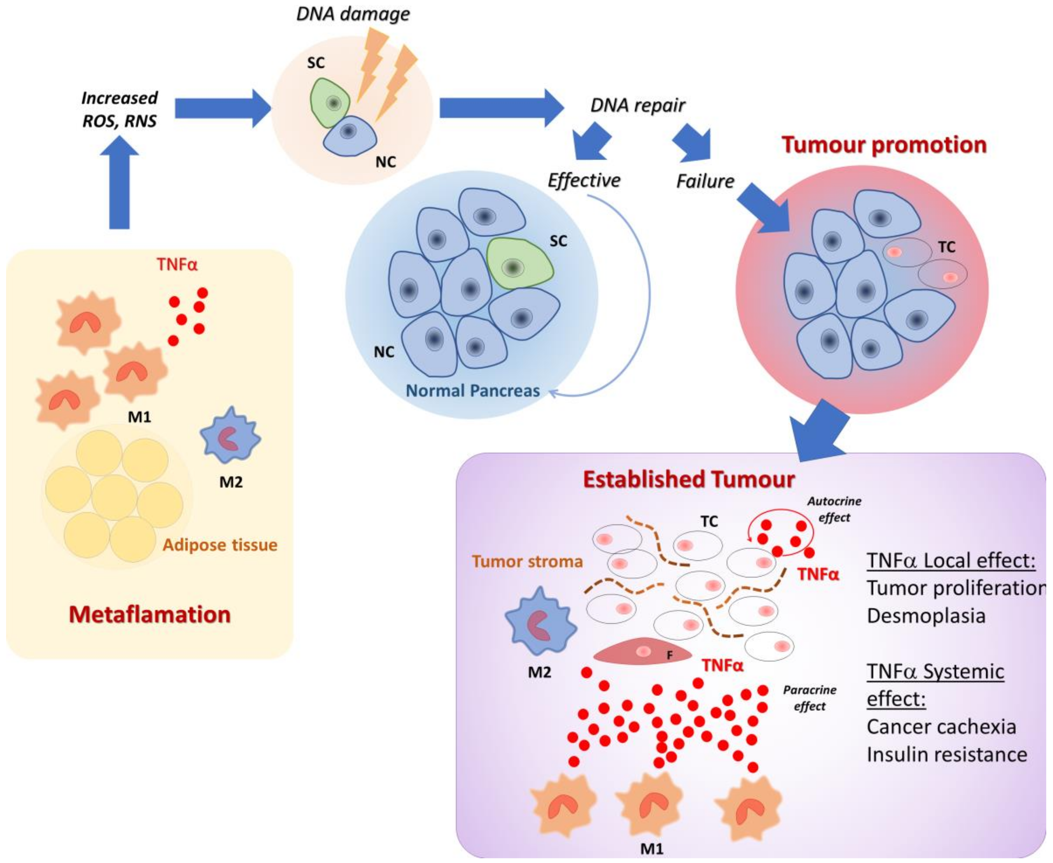 Frontiers  P2RY12-Inhibitors Reduce Cancer-Associated Thrombosis and Tumor  Growth in Pancreatic Cancers