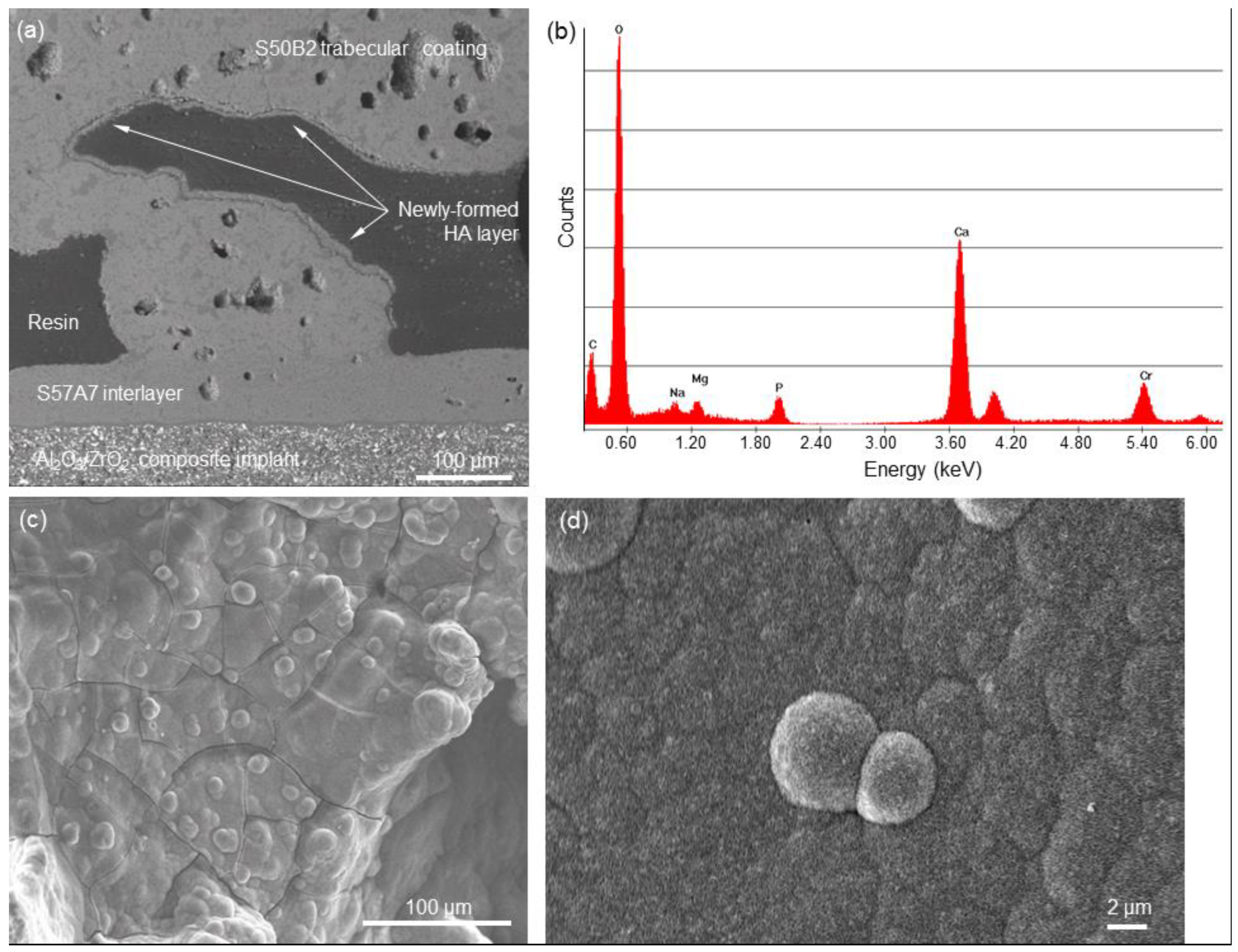 IJMS | Free Full-Text | In Vitro Assessment of Bioactive Glass Coatings on  Alumina/Zirconia Composite Implants for Potential Use in Prosthetic  Applications | HTML