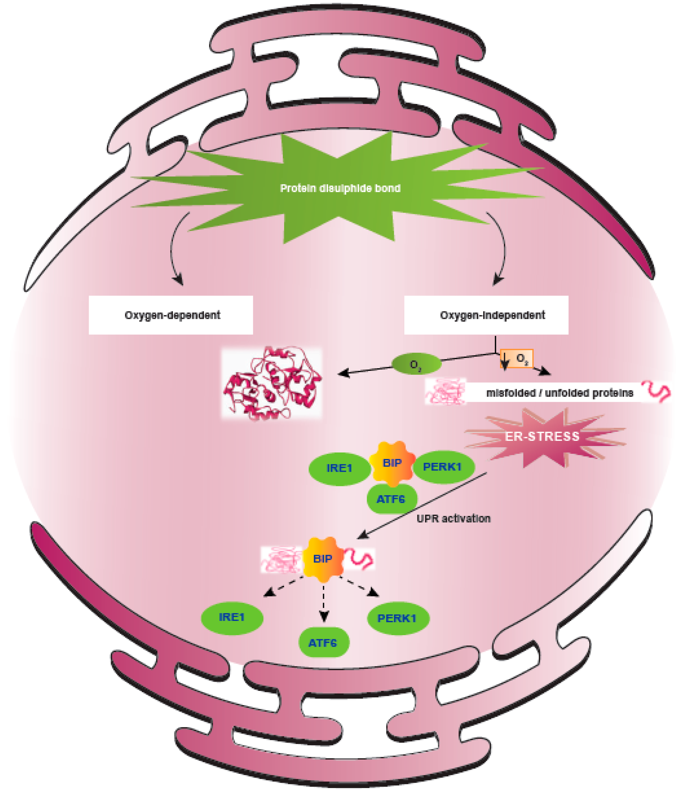 IJMS Free Full Text Hypoxia Induced ER Stress Response As An Adaptive Mechanism In Cancer