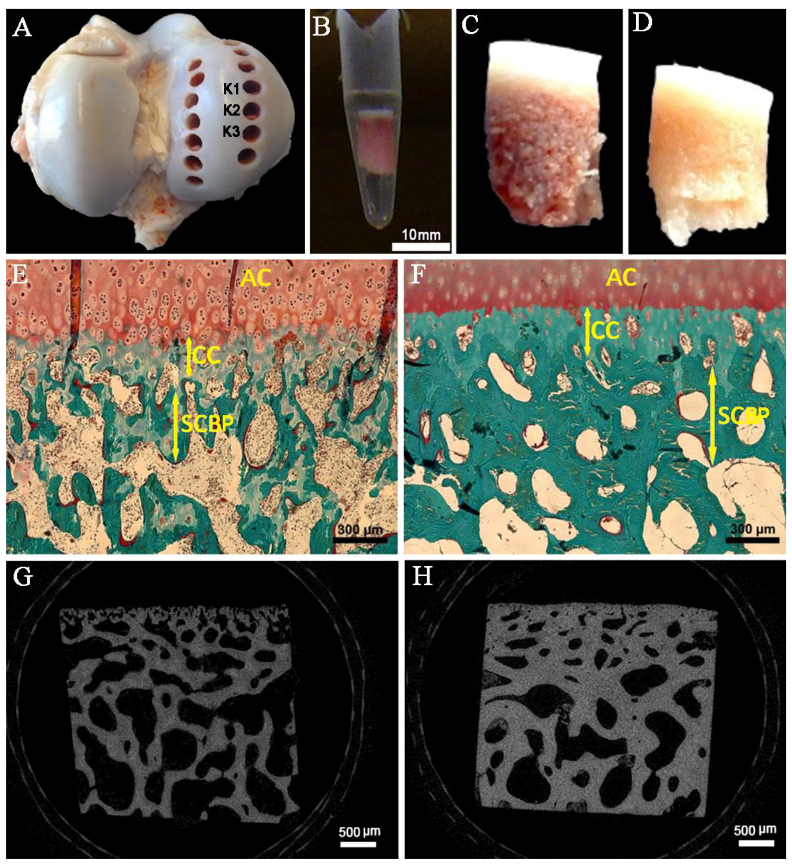 Ijms 20 00770 g001 Ijms 20 00770 g001