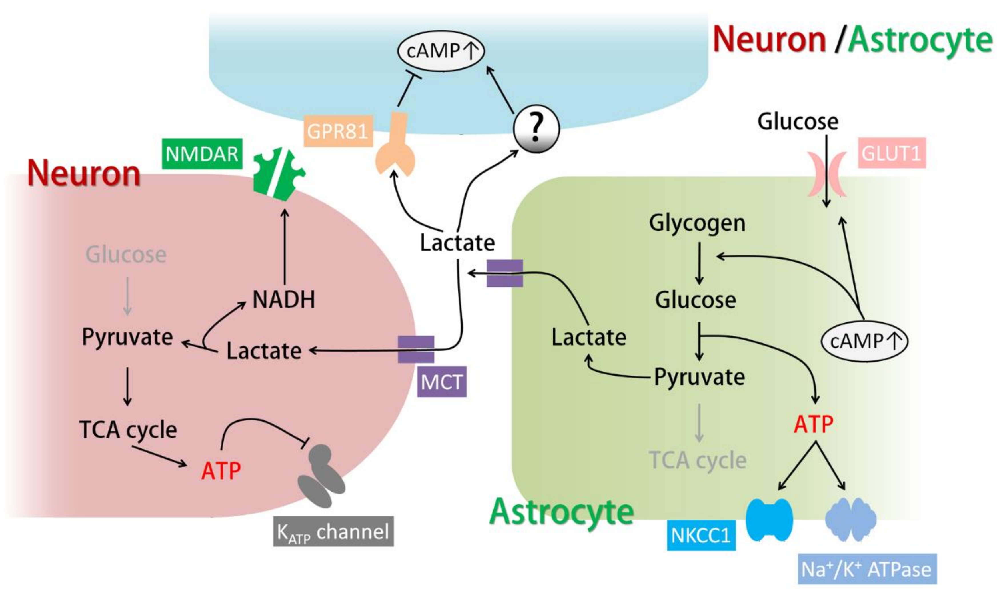 cyclic amp activates cellular enzymes known as