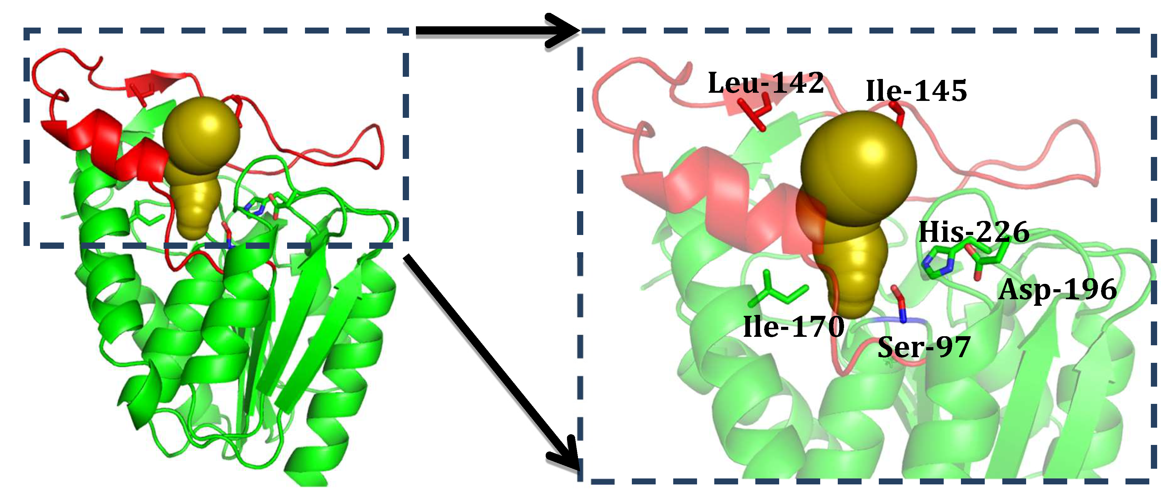 IJMS | Free Full-Text | A Thermostable Monoacylglycerol Lipase from Marine  Geobacillus sp. 12AMOR1: Biochemical Characterization and Mutagenesis Study  | HTML