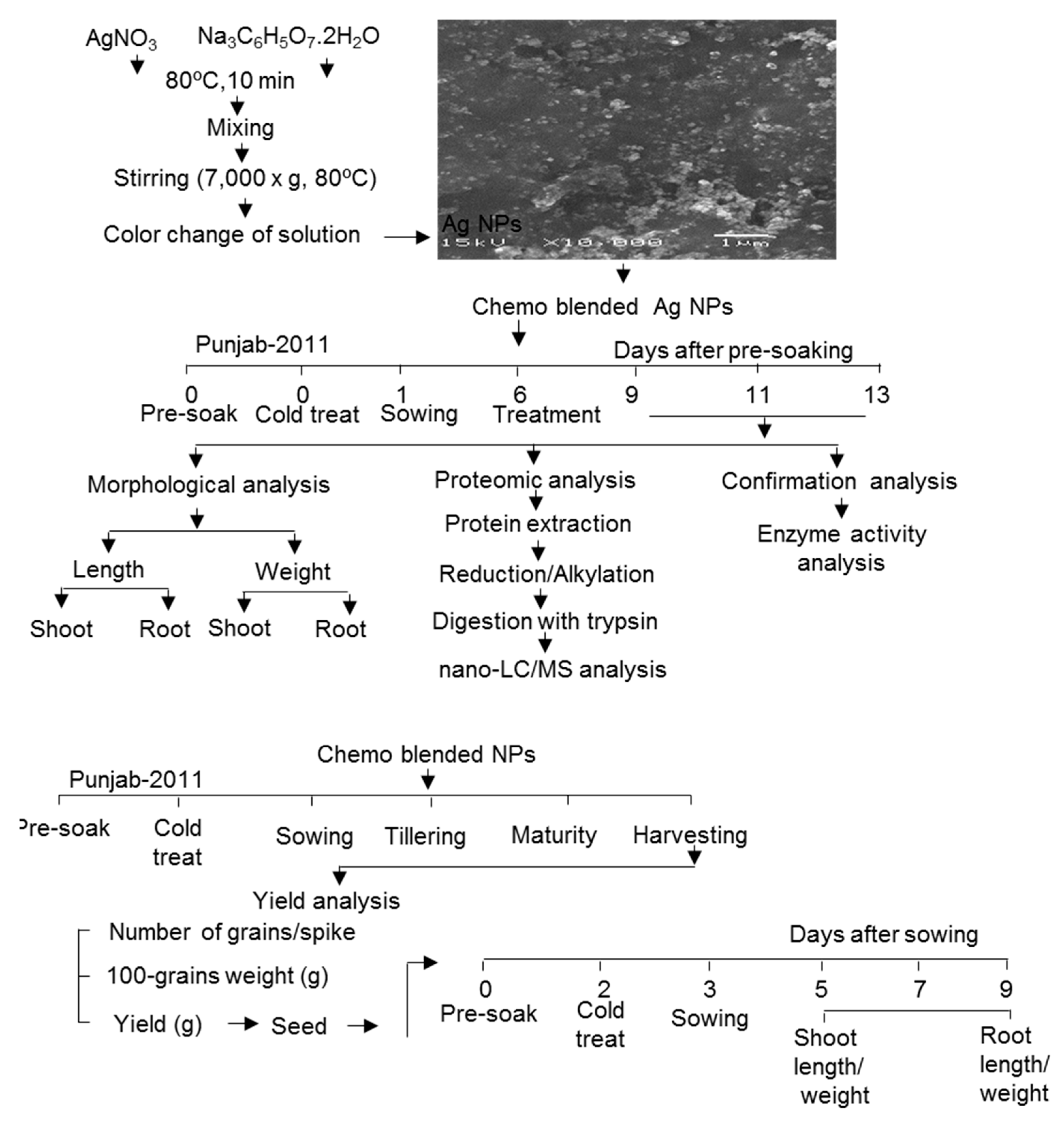 IJMS | Free Full-Text | Proteomic Analysis of the Effect of