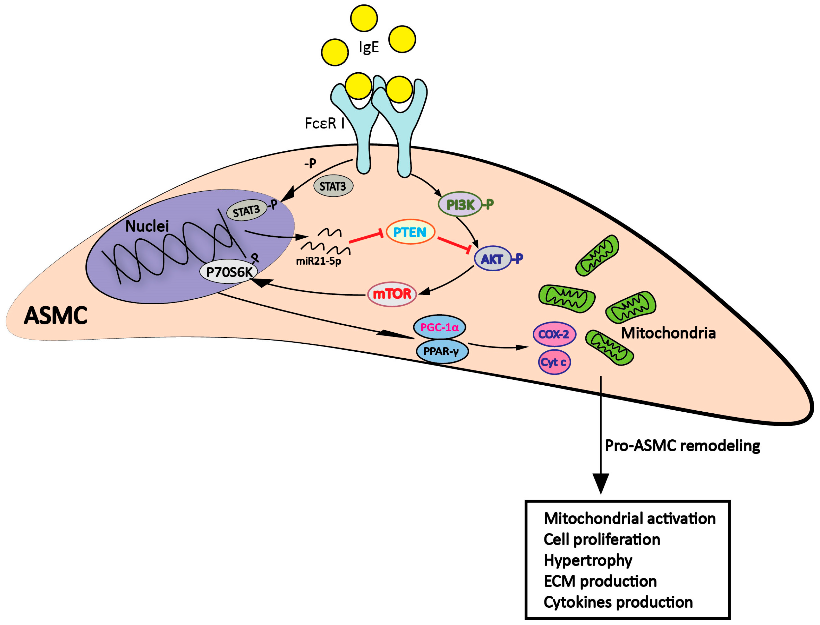 Ijms 20 00875 g001 Ijms 20 00875 g001
