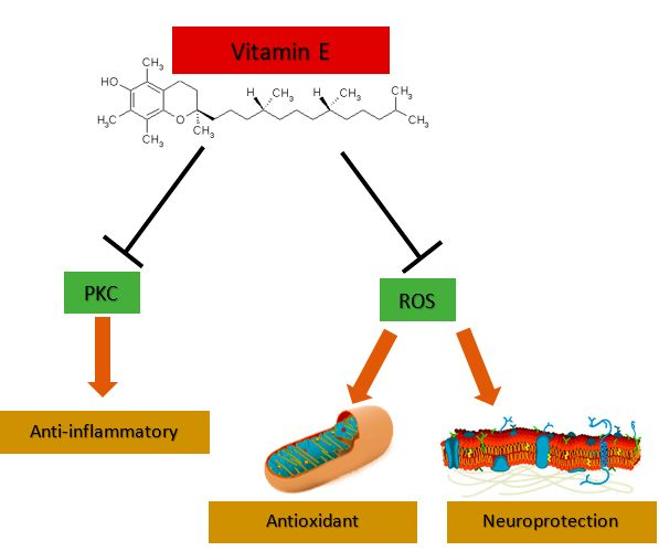 IJMS | Free Full-Text | The Effectiveness of Vitamin E Treatment in  Alzheimer's Disease | HTML