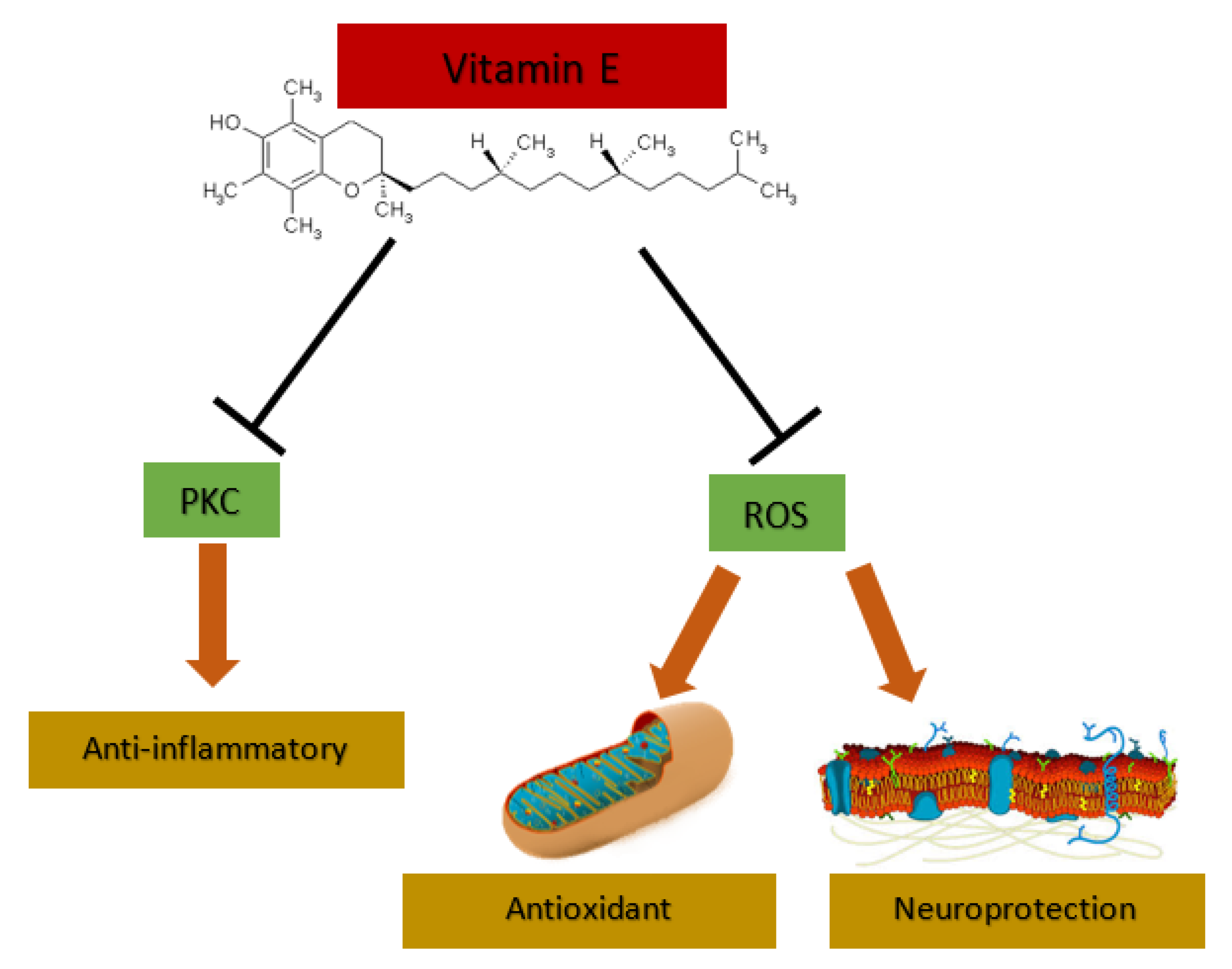 IJMS | Free Full-Text | The Effectiveness of Vitamin E Treatment in  Alzheimer's Disease