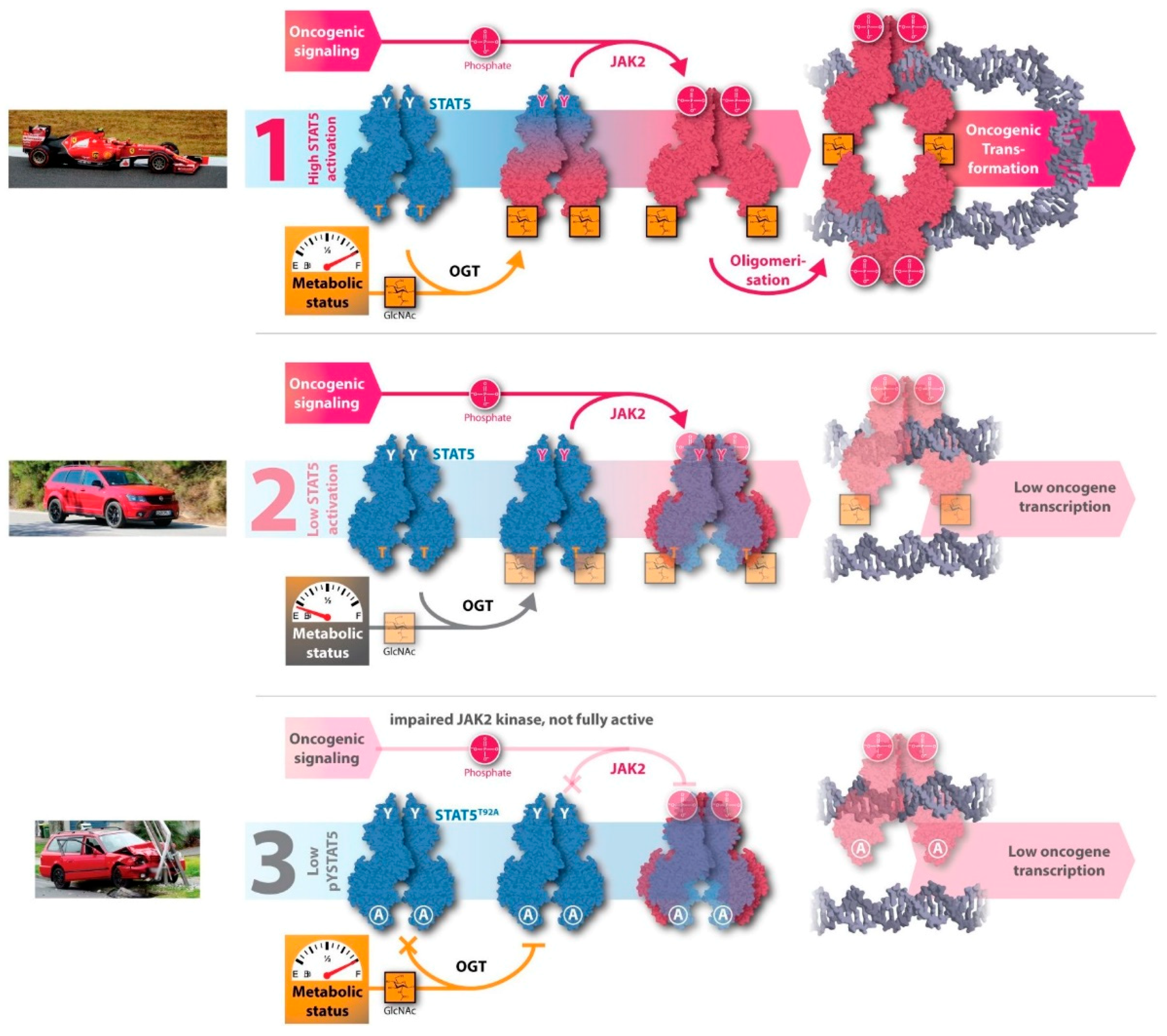 Ijms 20 01028 g003 Ijms 20 01028 g003