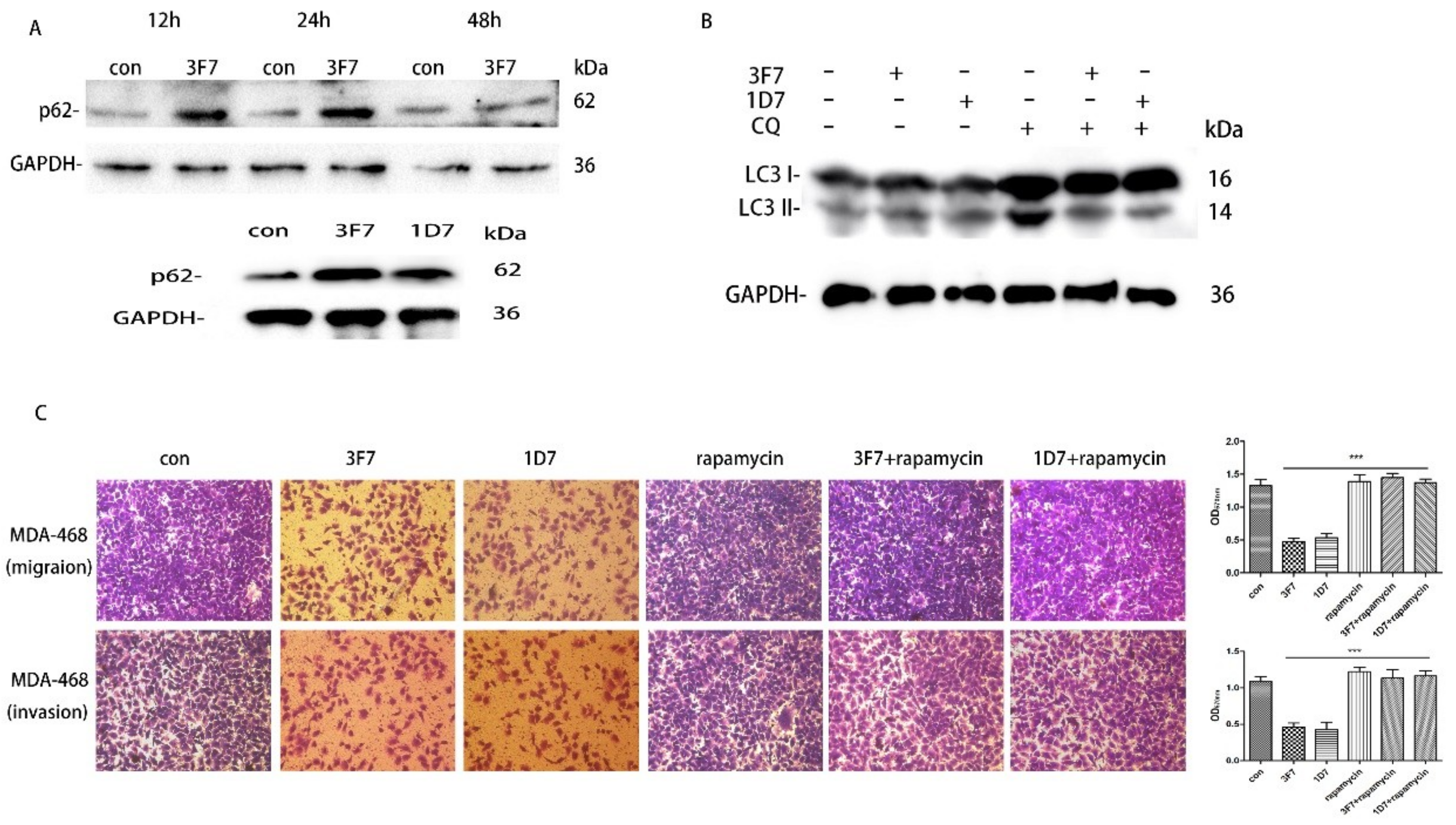 Ijms 20 01057 g008 Ijms 20 01057 g008
