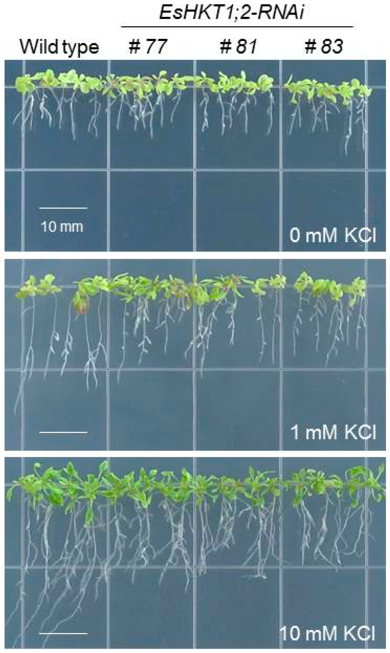 Ijms 20 01059 g003 Ijms 20 01059 g003