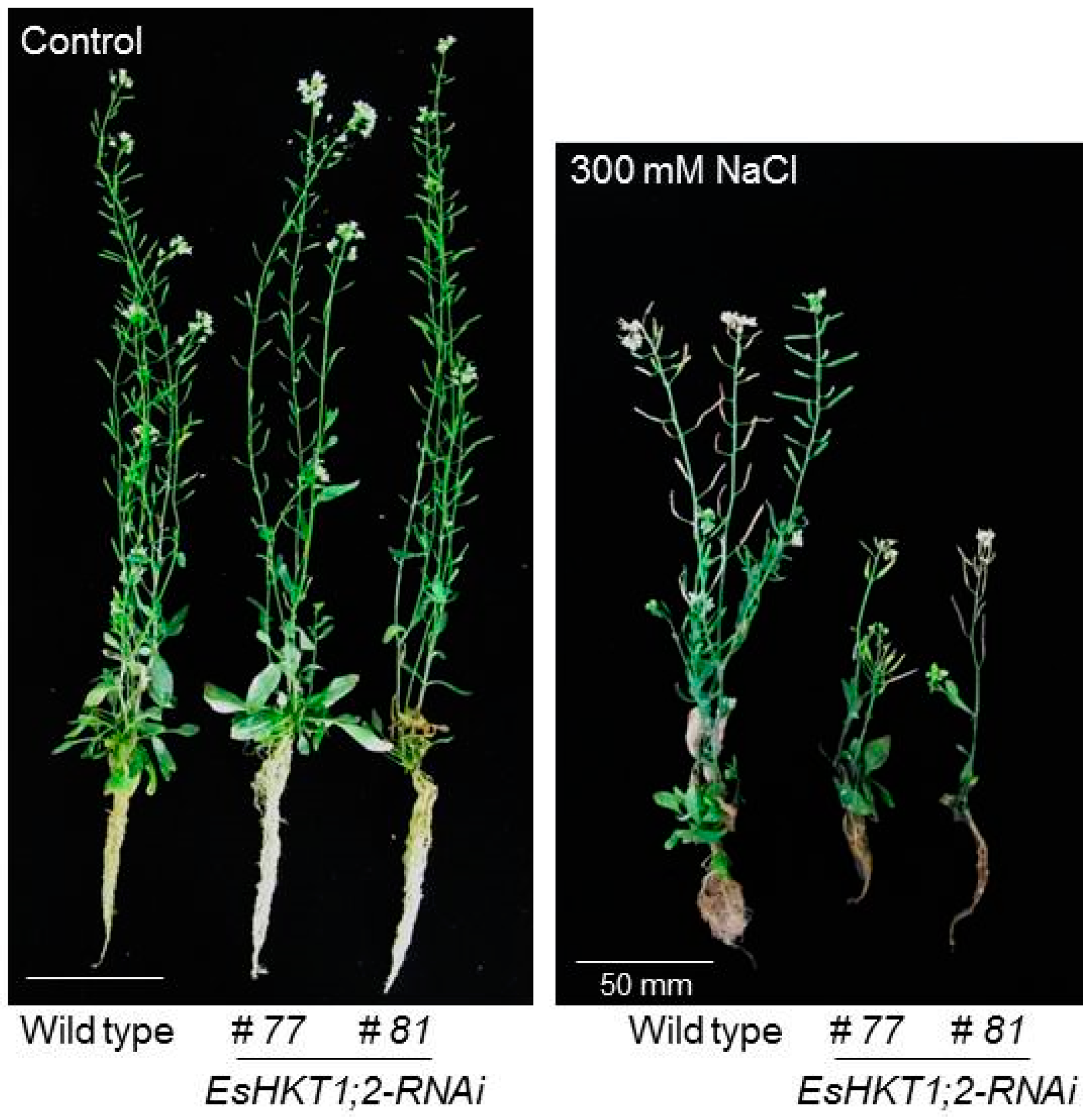 Ijms 20 01059 g004 Ijms 20 01059 g004