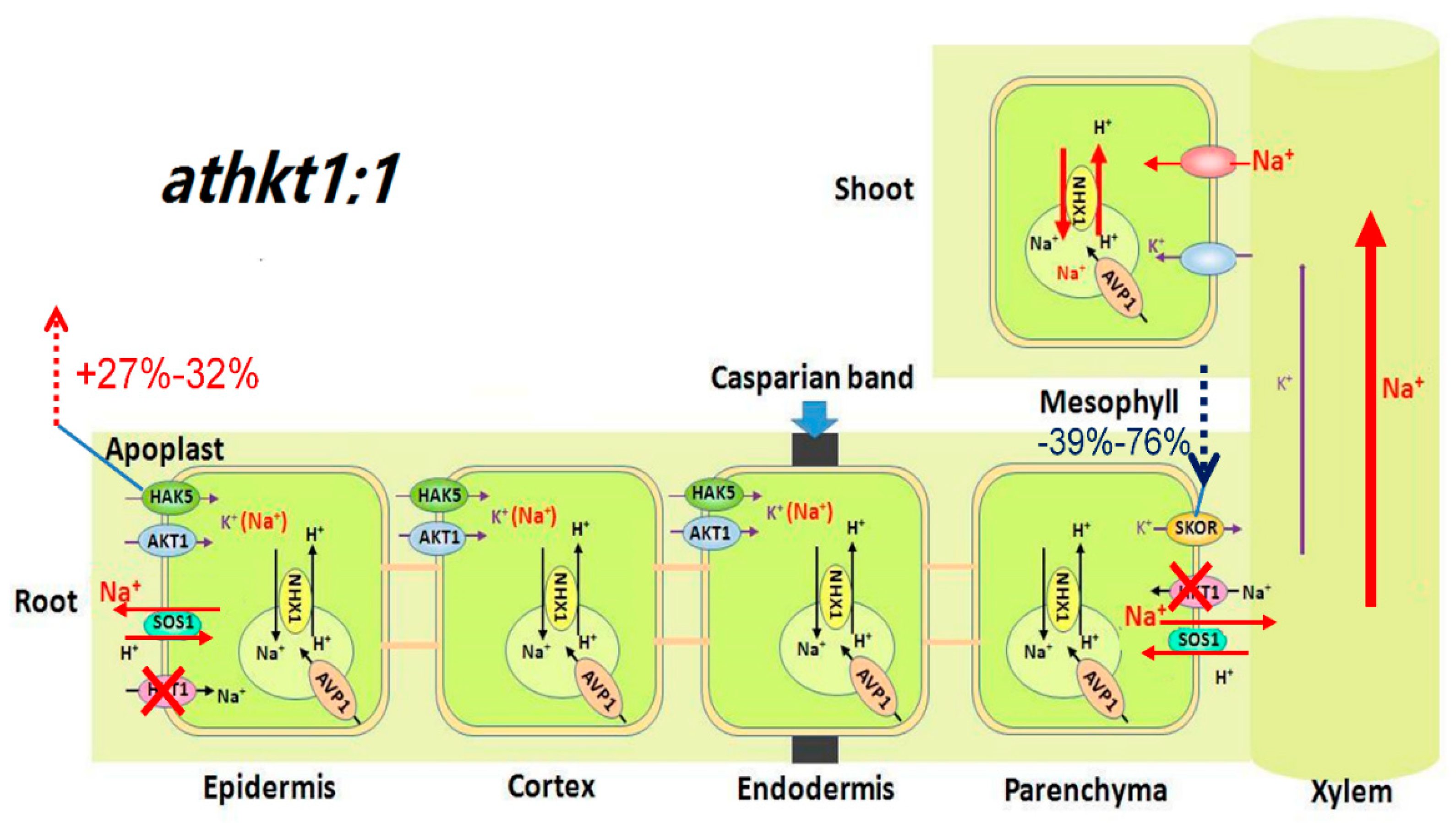 Ijms 20 01085 g007 Ijms 20 01085 g007