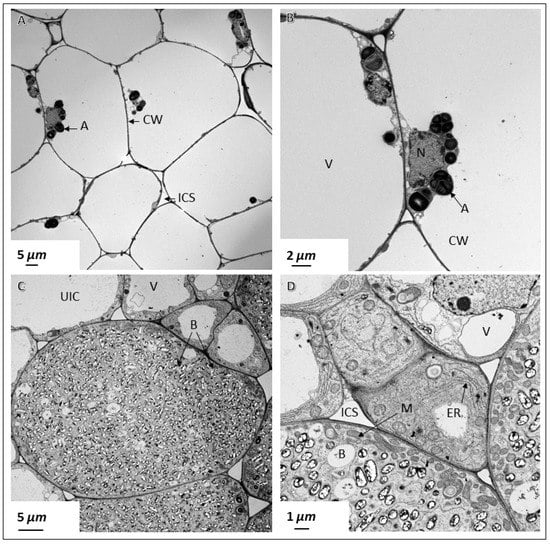 PDF) Bradyrhizobium spp. Strains in Symbiosis with Pigeon Pea cv