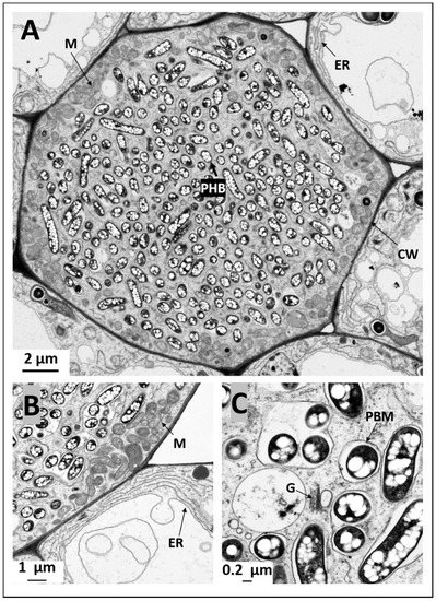 PDF) Bradyrhizobium spp. Strains in Symbiosis with Pigeon Pea cv. Fava-Larga  under Greenhouse and Field Conditions