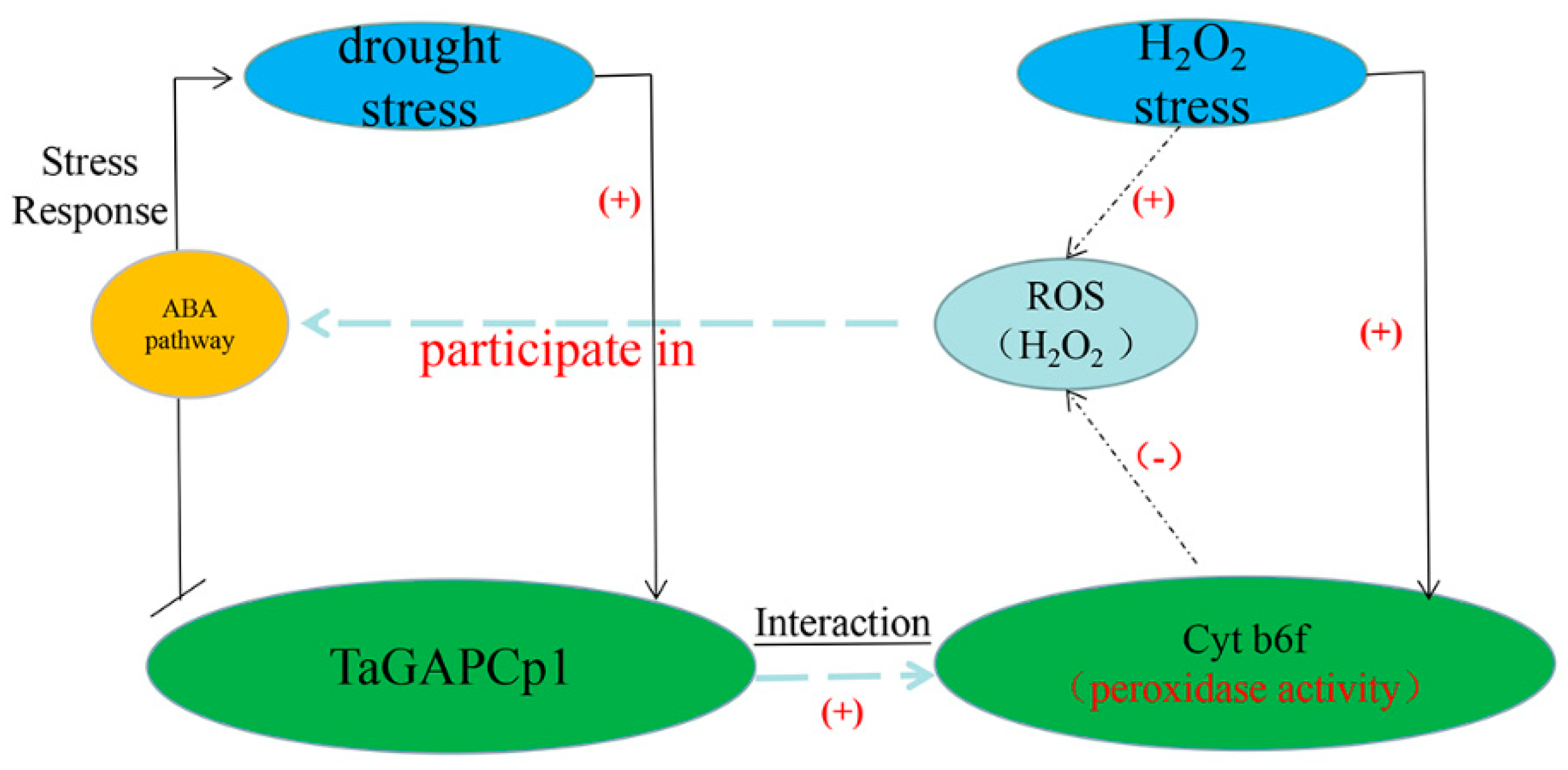 Ijms Free Full Text The Plastidial Glyceraldehyde 3 Phosphate