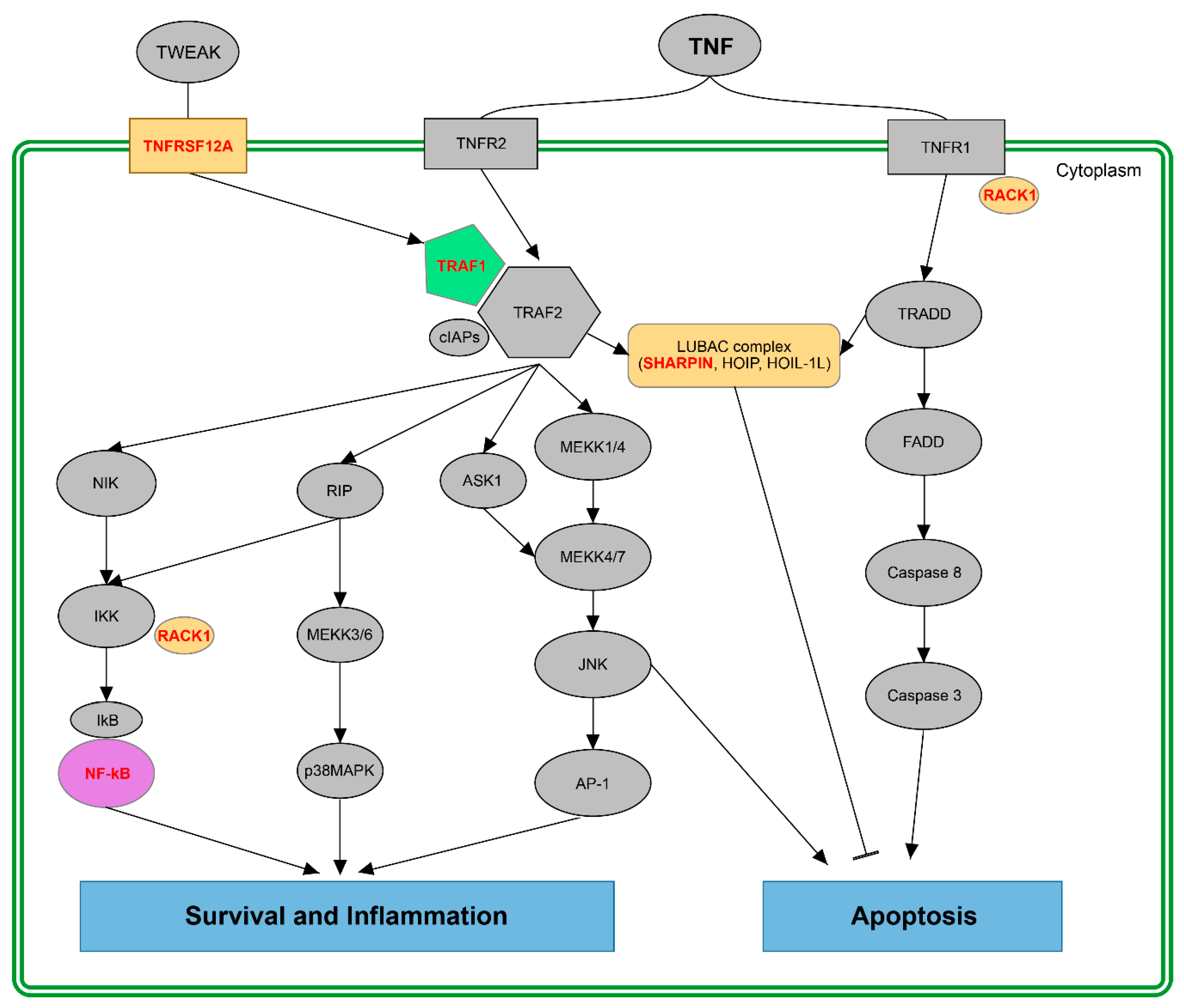 Ijms 20 01182 g007 Ijms 20 01182 g007