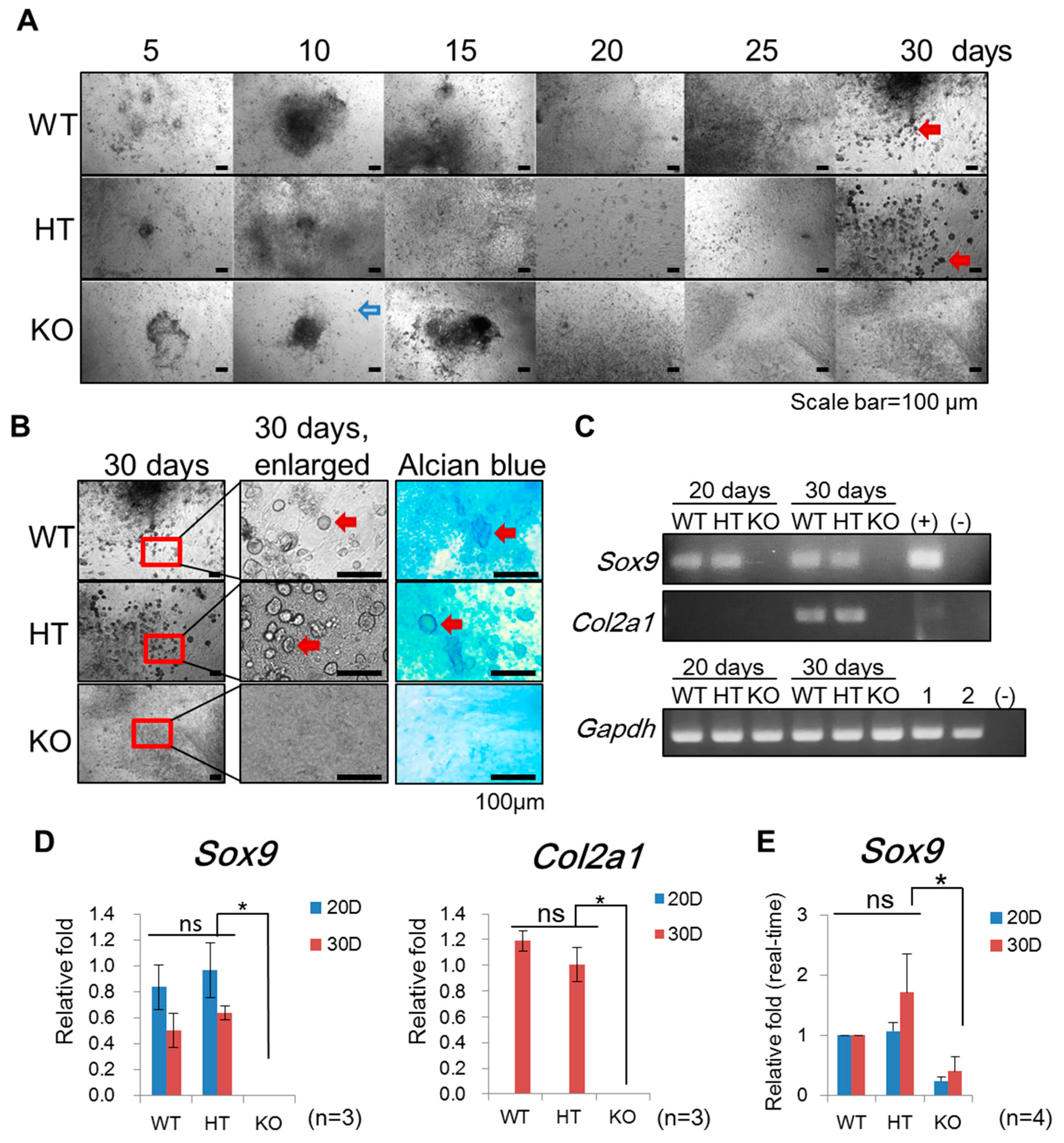 Ijms 20 01236 g003 Ijms 20 01236 g003