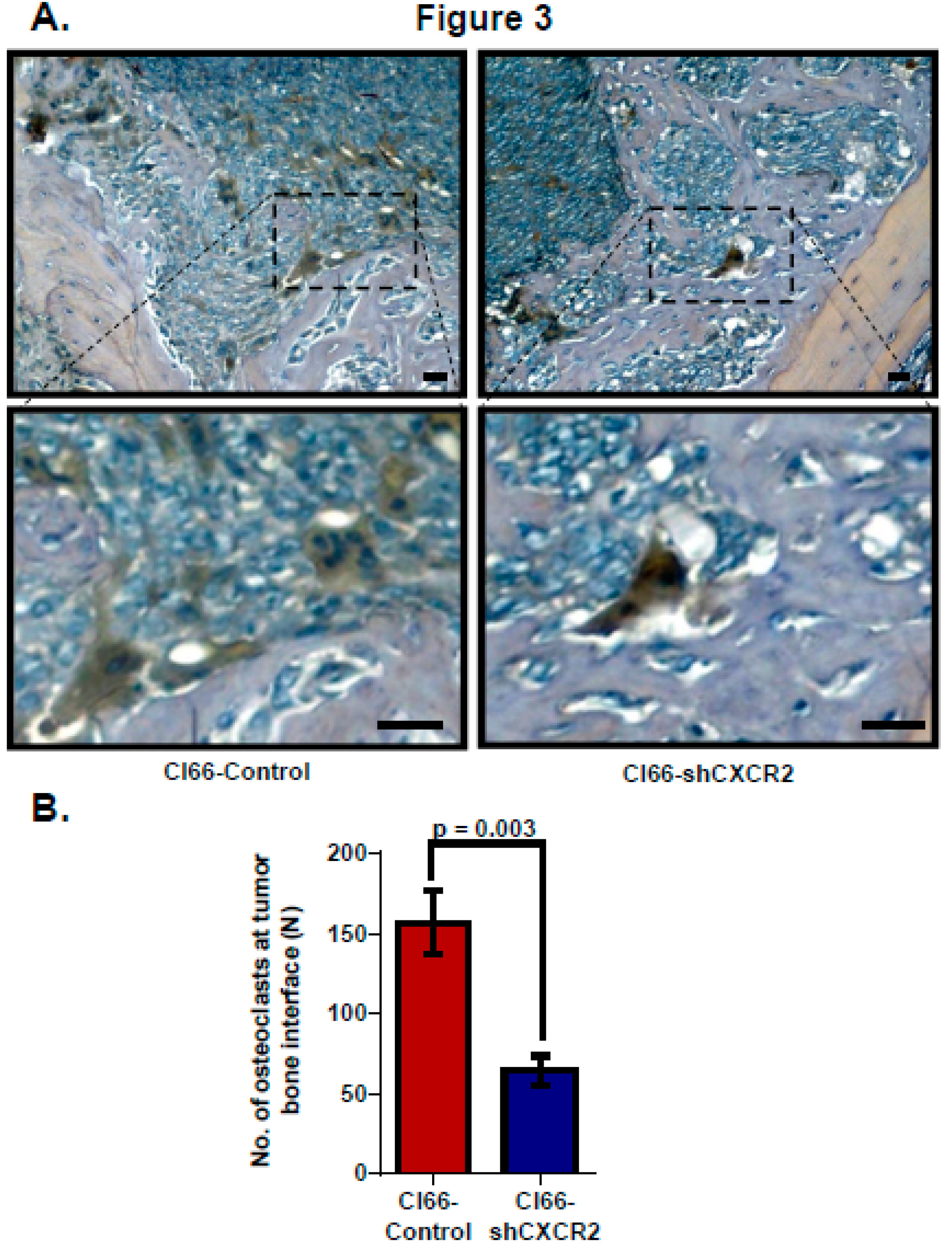 Ijms 20 01237 g003 Ijms 20 01237 g003