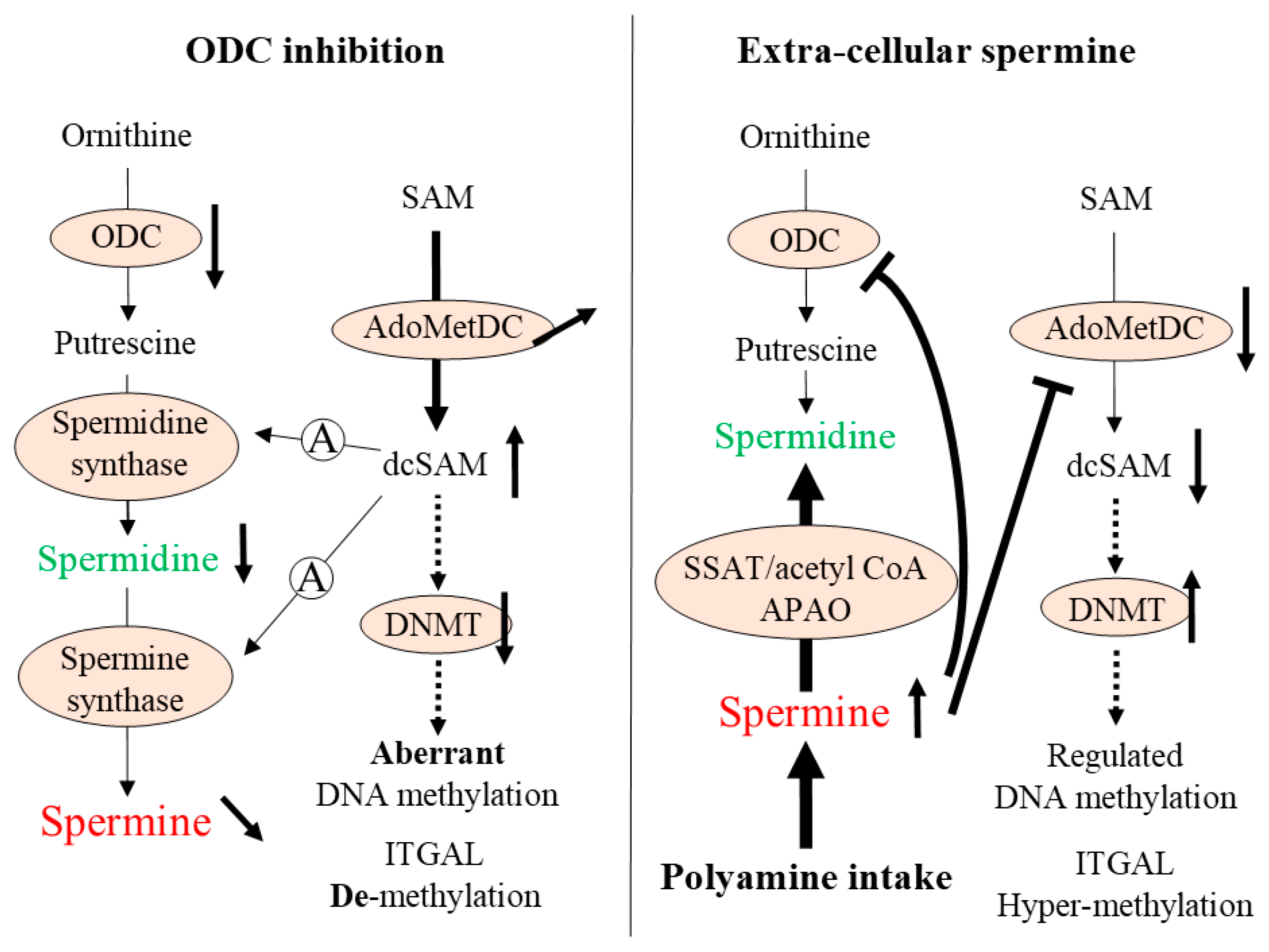 Ijms Free Full Text Extracellular Spermine Activates Dna