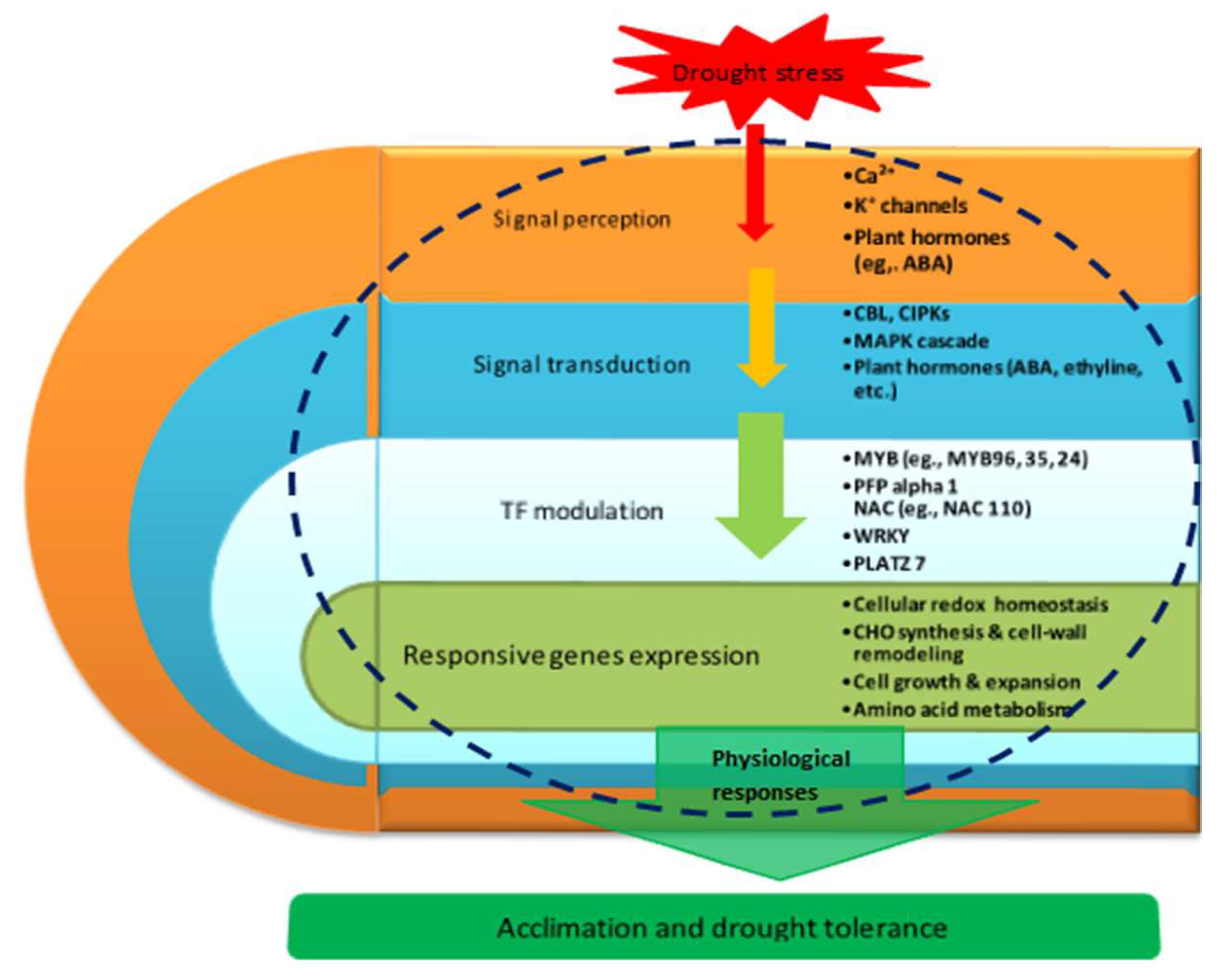 IJMS | Free Full-Text | Key Maize Drought-Responsive Genes And Pathways ...