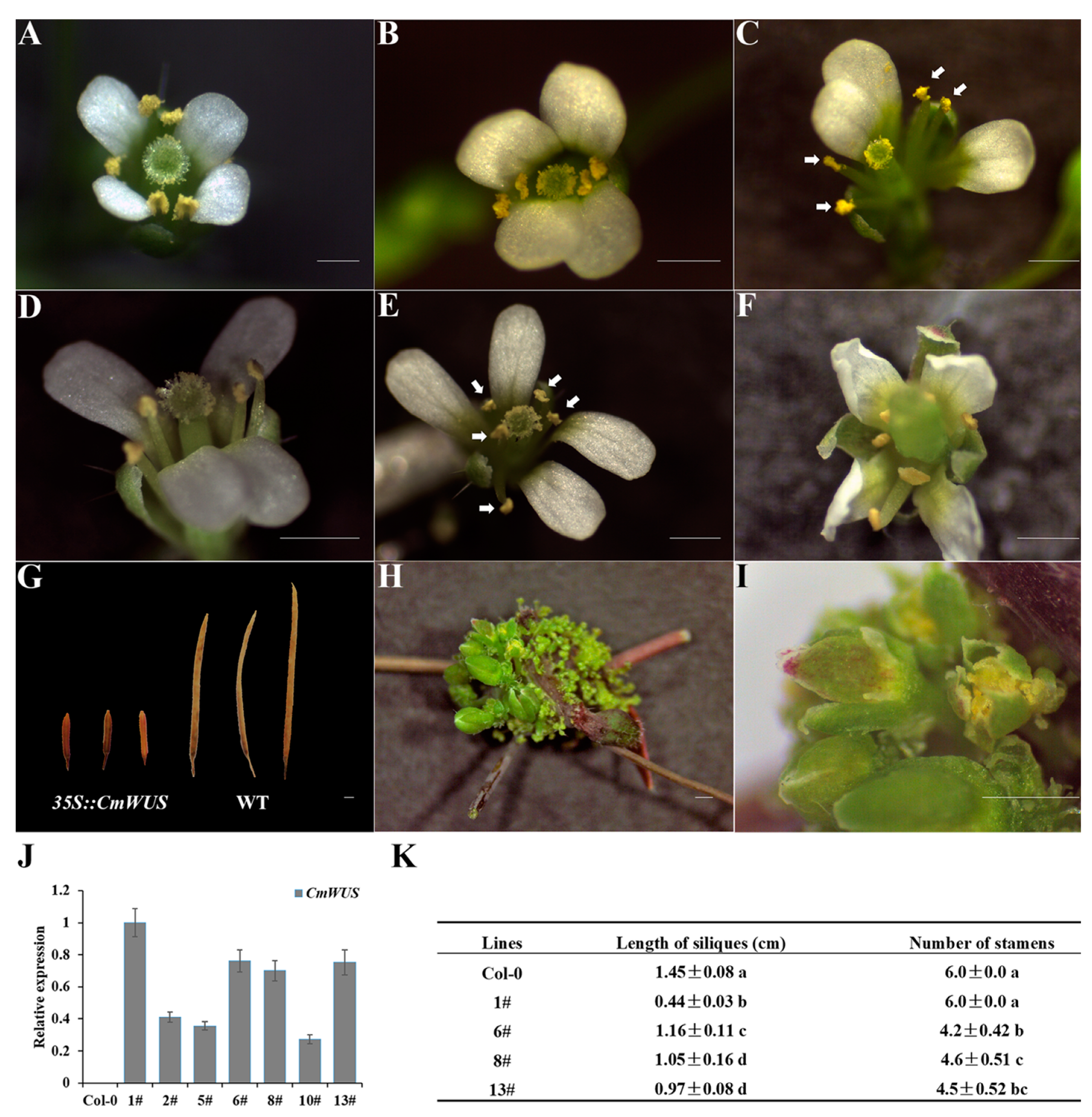 Ijms 20 01276 g001 Ijms 20 01276 g001