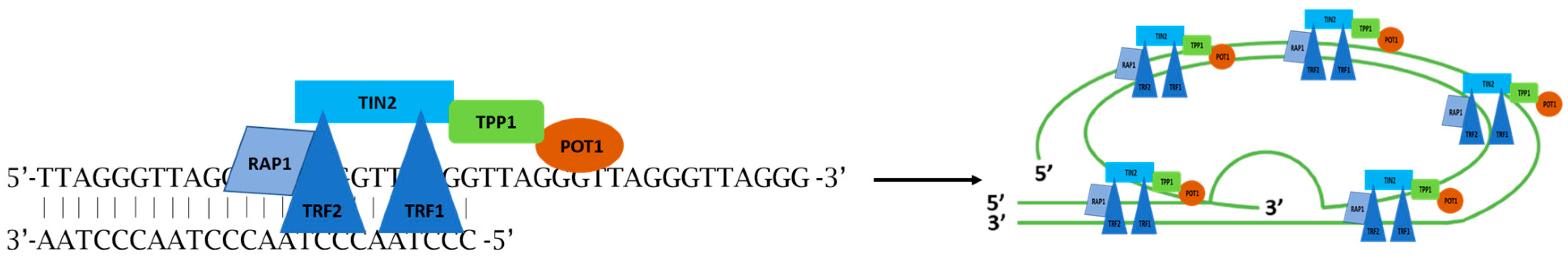 Ijms 20 01333 g001 Ijms 20 01333 g001