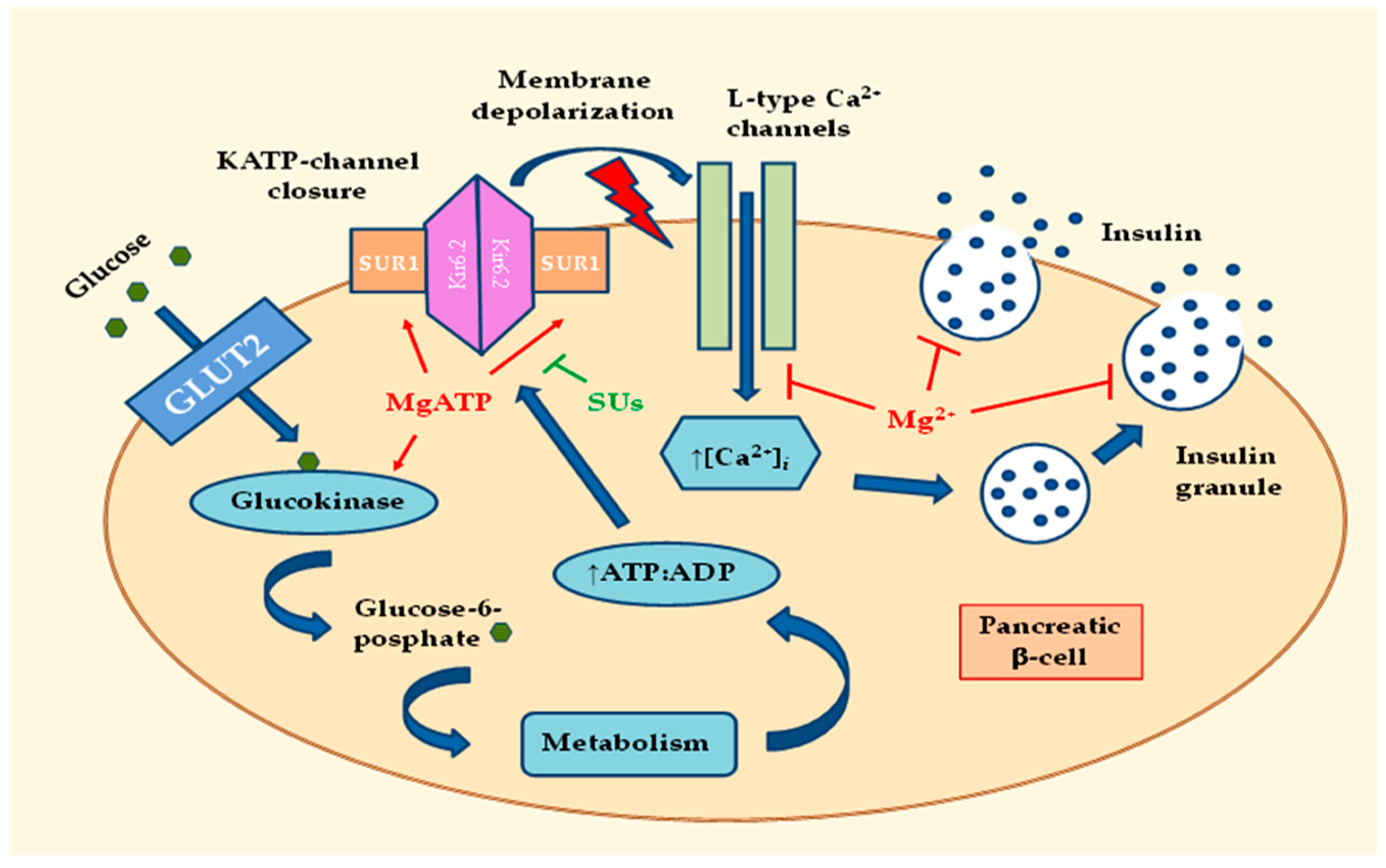IJMS | Free Full-Text | Effects of Magnesium Deficiency on Mechanisms of  Insulin Resistance in Type 2 Diabetes: Focusing on the Processes of Insulin  Secretion and Signaling