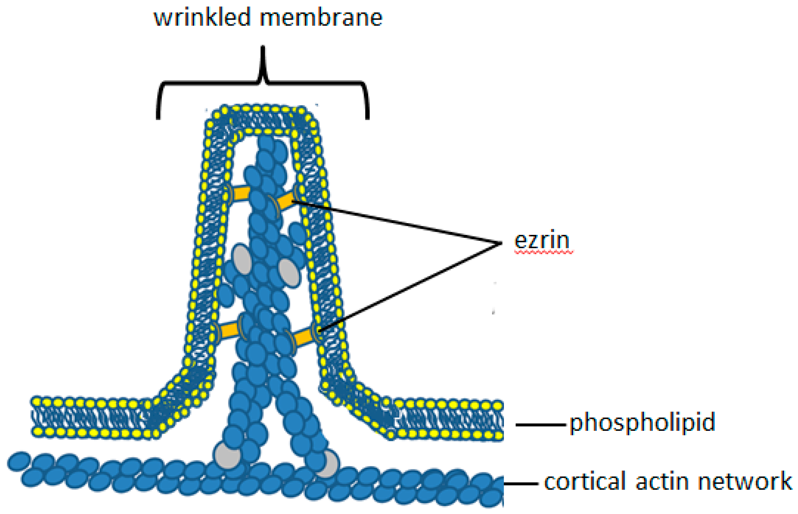 Neutrophil Cell Shape Change: Mechanism and Signalling during Cell ...