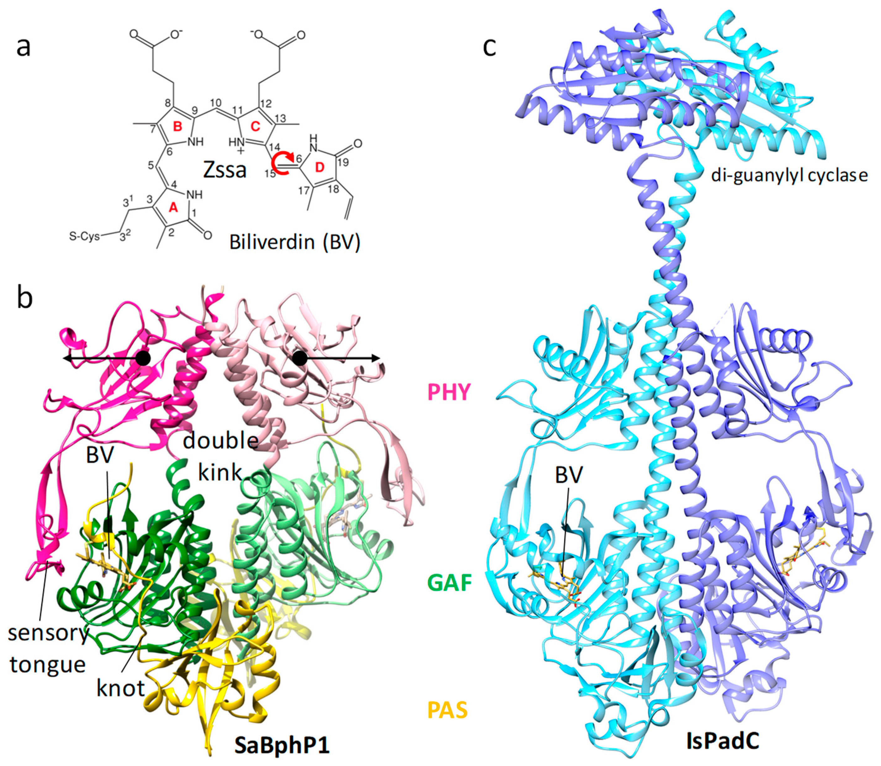 Ijms Free Full Text Time Resolved Macromolecular