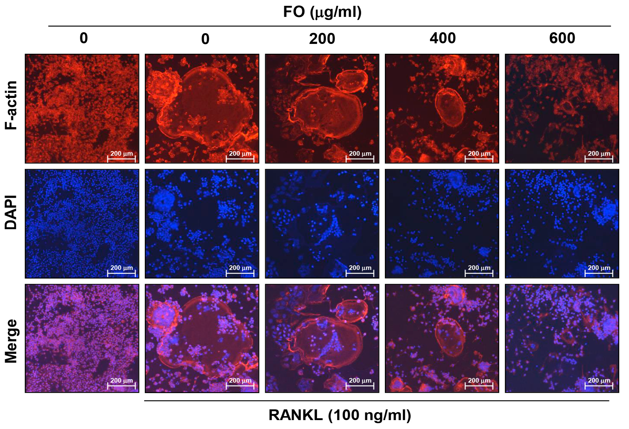 Ijms 20 01439 g003 Ijms 20 01439 g003