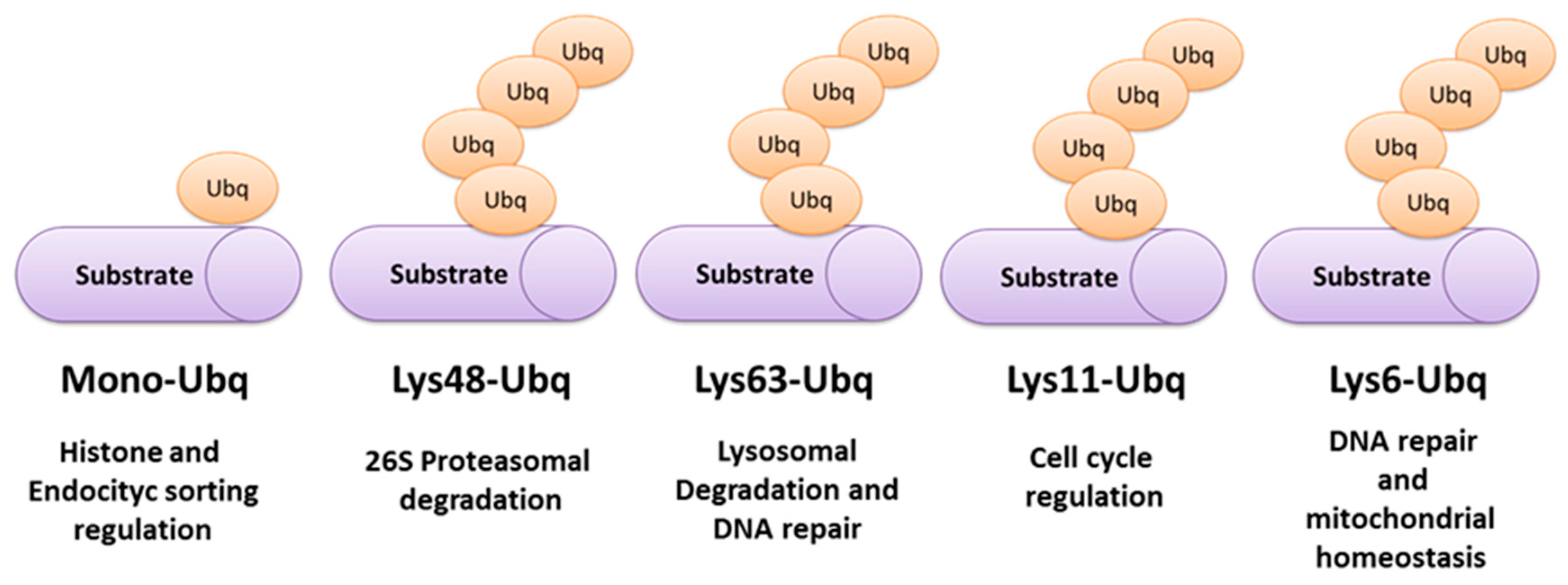 Ijms 20 01441 g002 Ijms 20 01441 g002