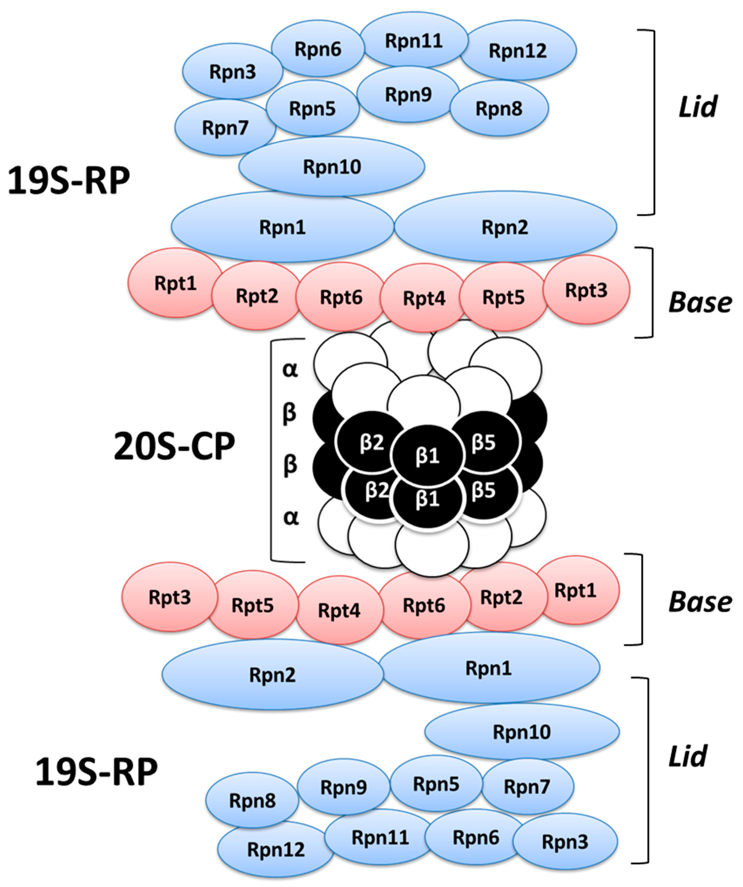 Ijms 20 01441 g003 Ijms 20 01441 g003