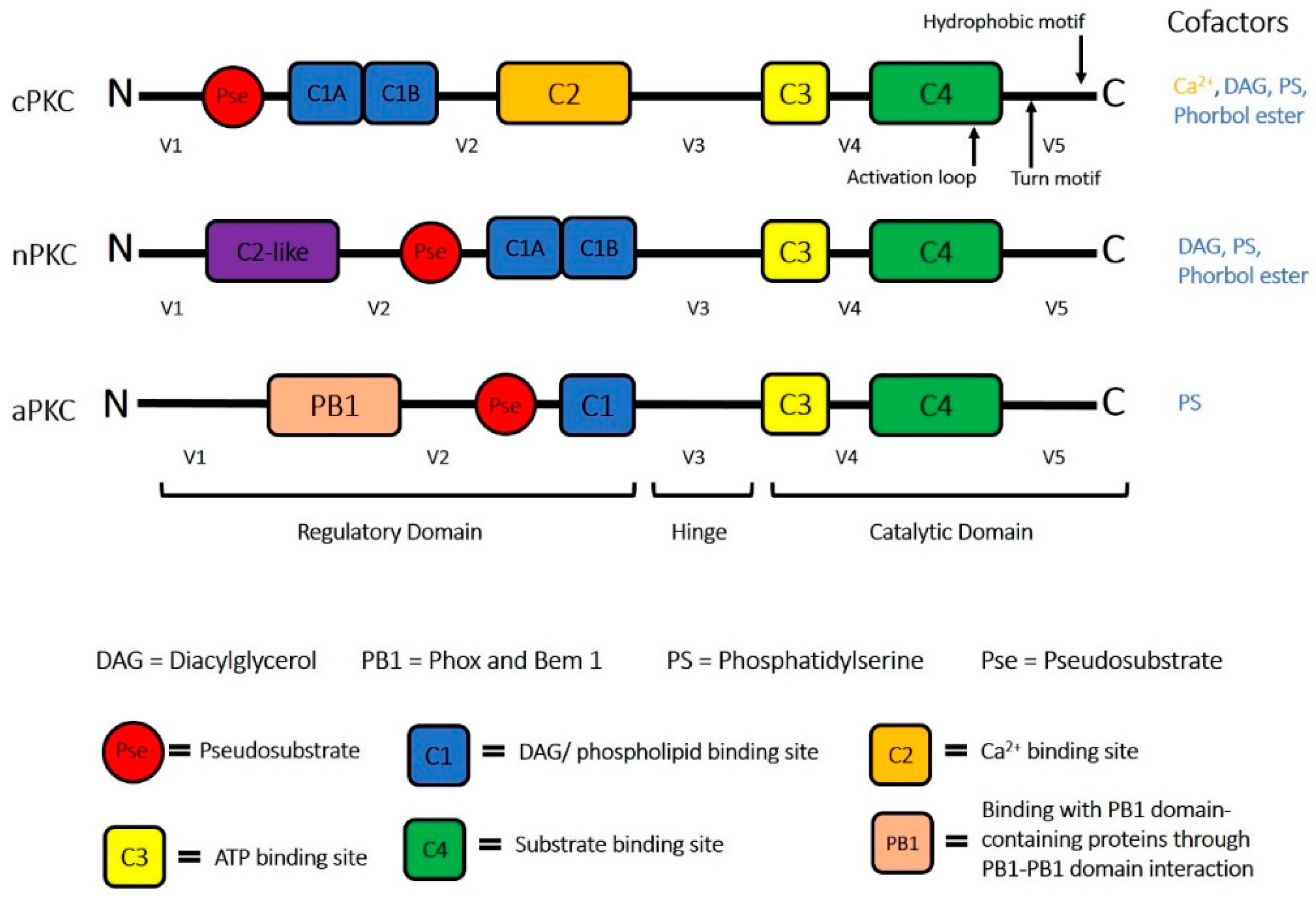 Ijms 20 01498 g001 Ijms 20 01498 g001