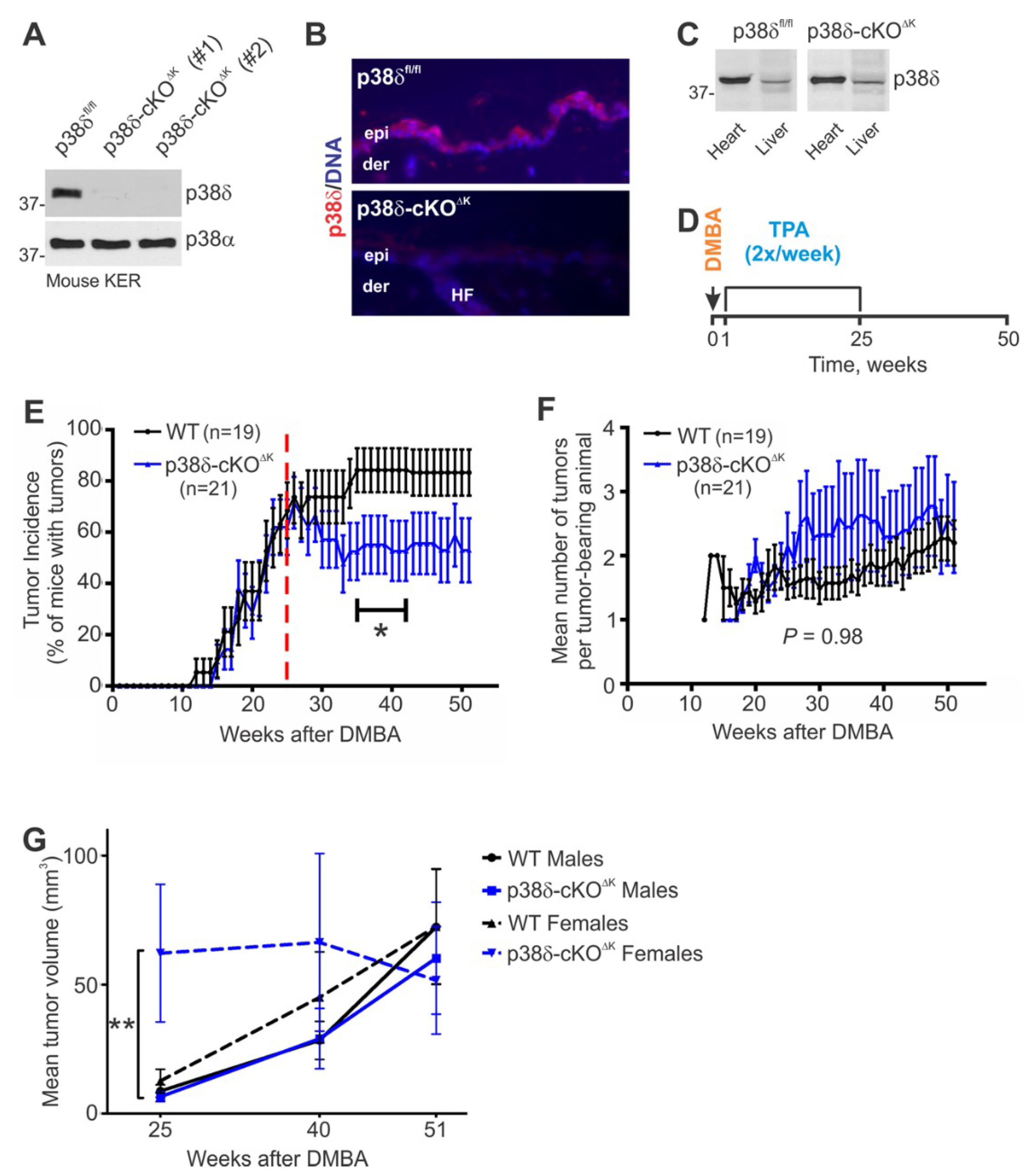 Ijms 20 01532 g001 Ijms 20 01532 g001