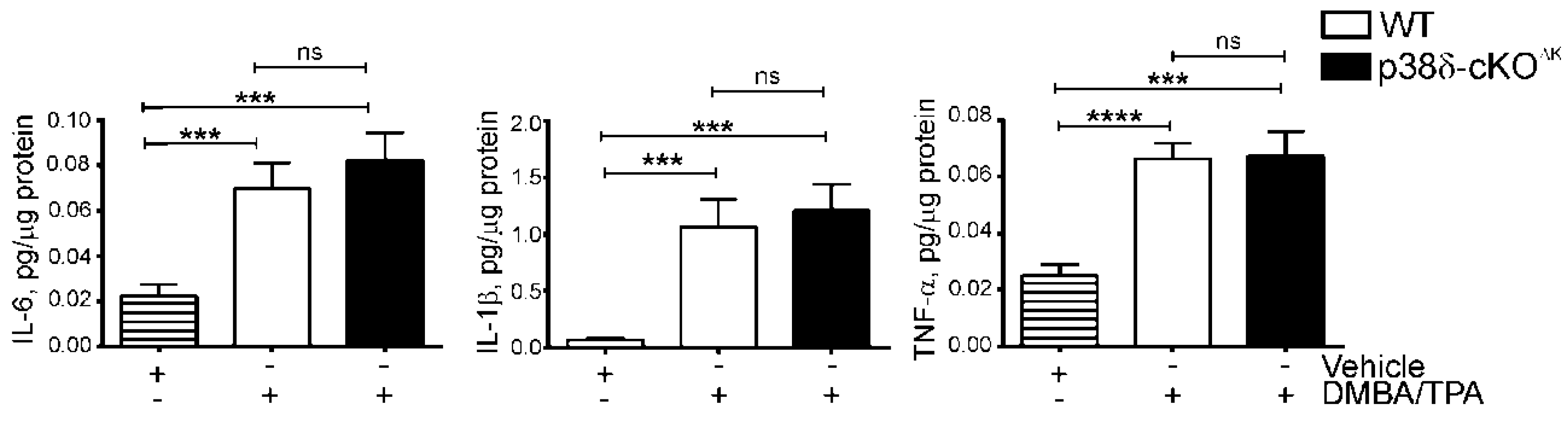 Ijms Free Full Text Cell Type Specific P38δ Targeting Reveals A